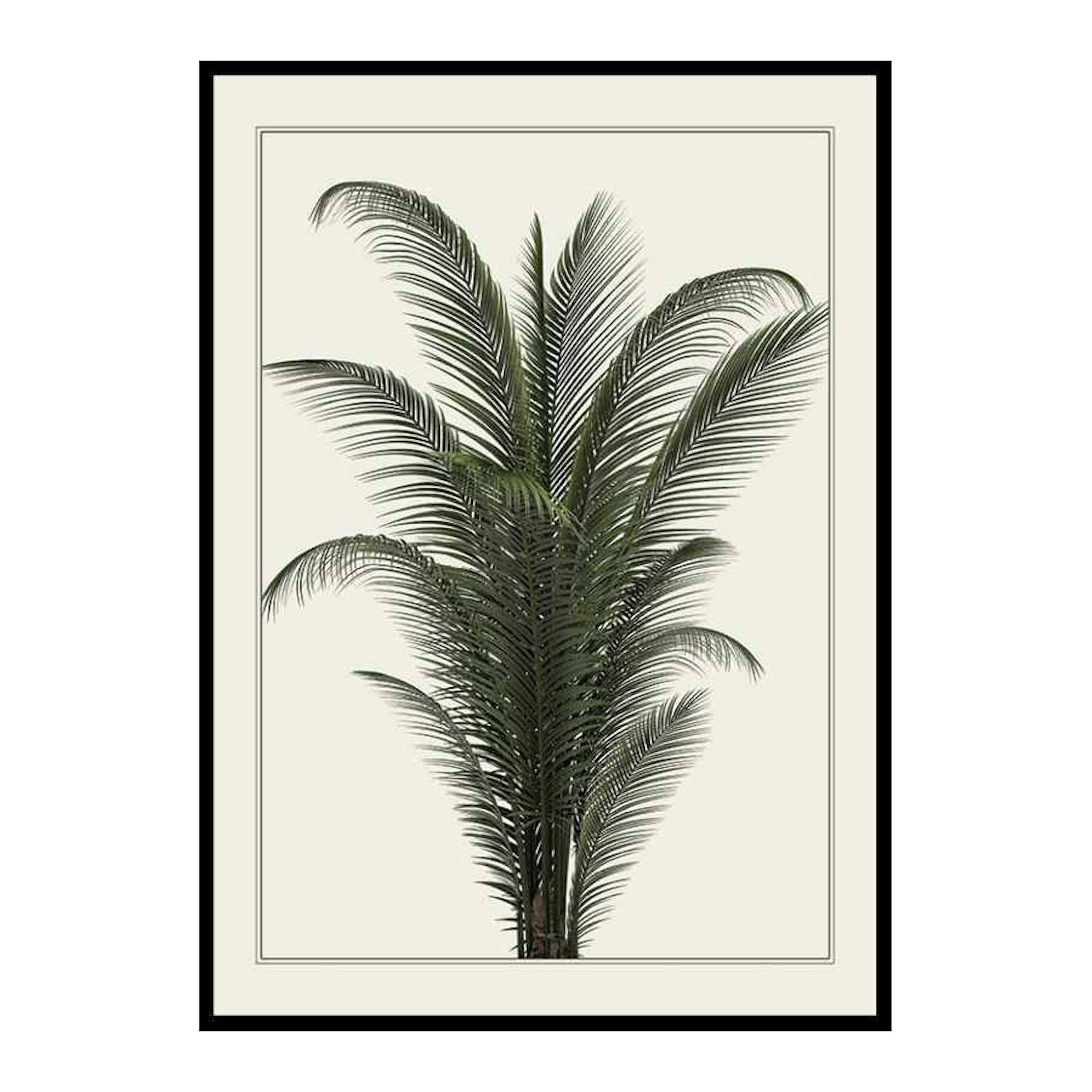 Poster Gallerix Palm Tree