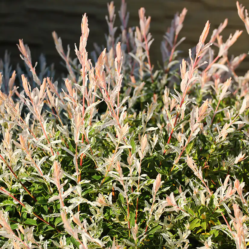 Eukalyptusvide Omnia Garden Prydnadsträd 80-100 cm Höjd, Grönt & Rosa Bladverk
