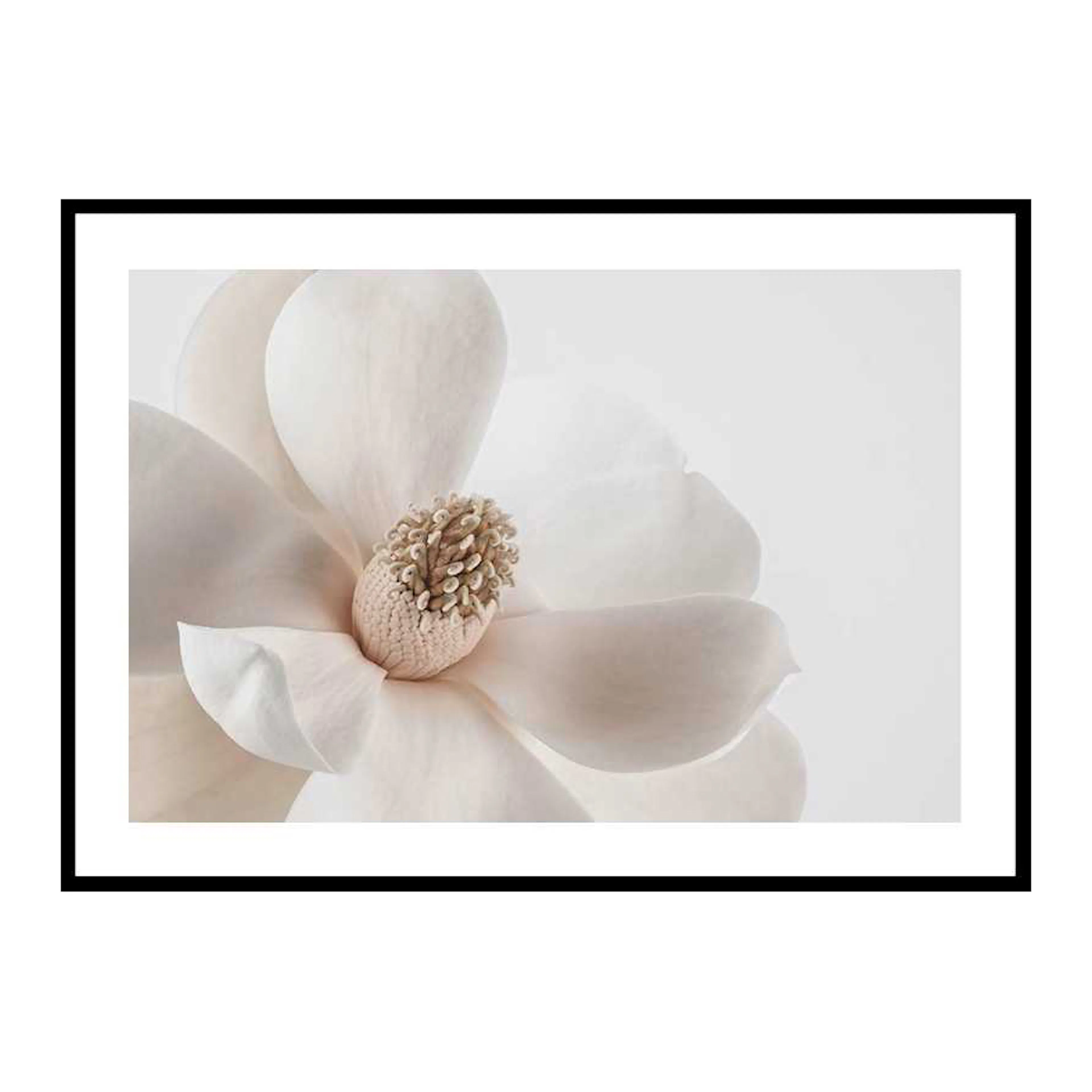 Poster Gallerix Beige Magnolia No1