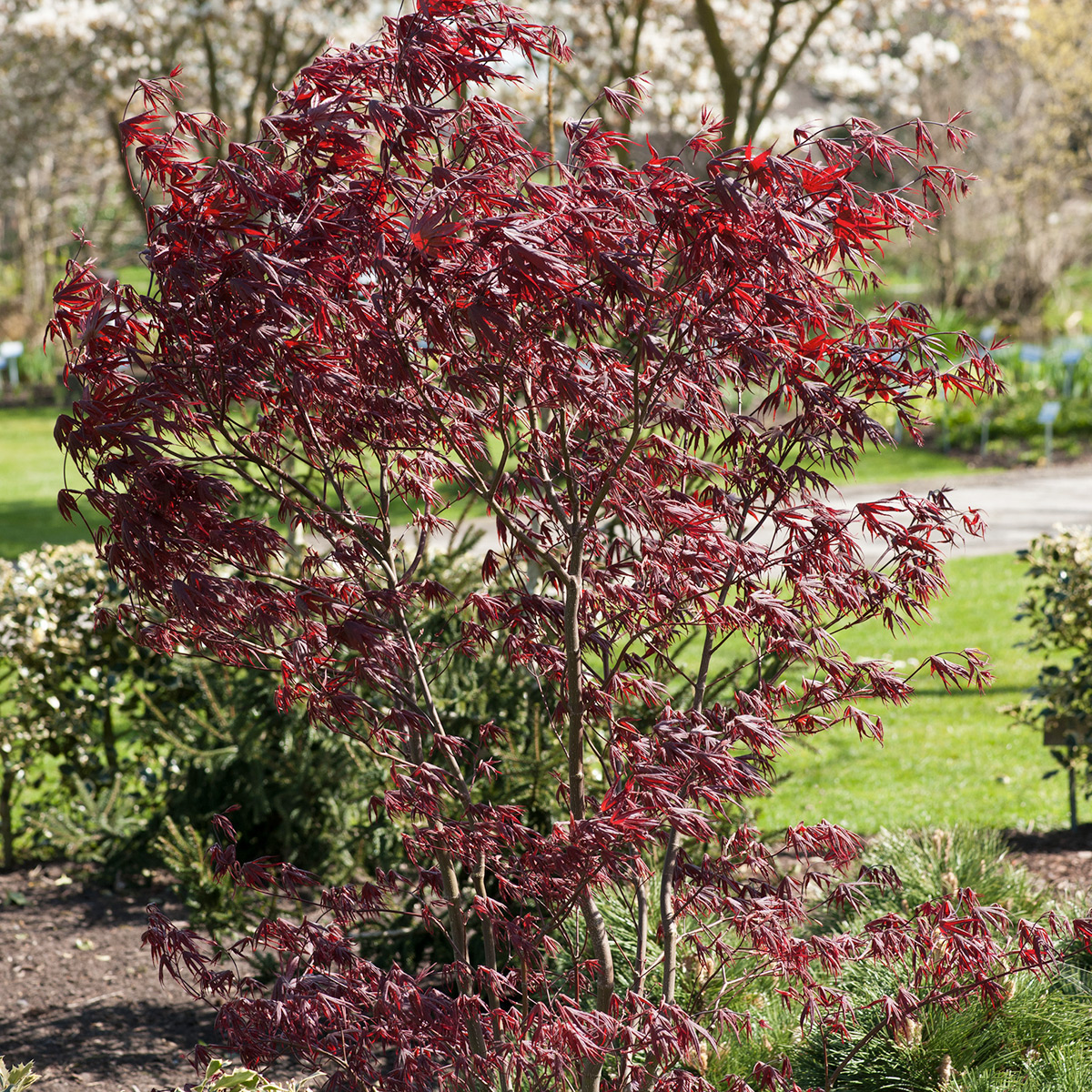 Prydnadsbuske Omnia Garden Japansk Lönn Bloodgood