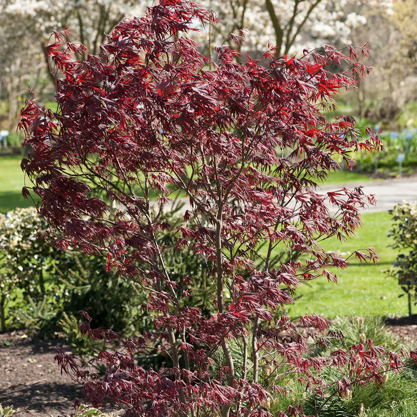 Prydnadsbuske Omnia Garden Japansk Lönn Bloodgood