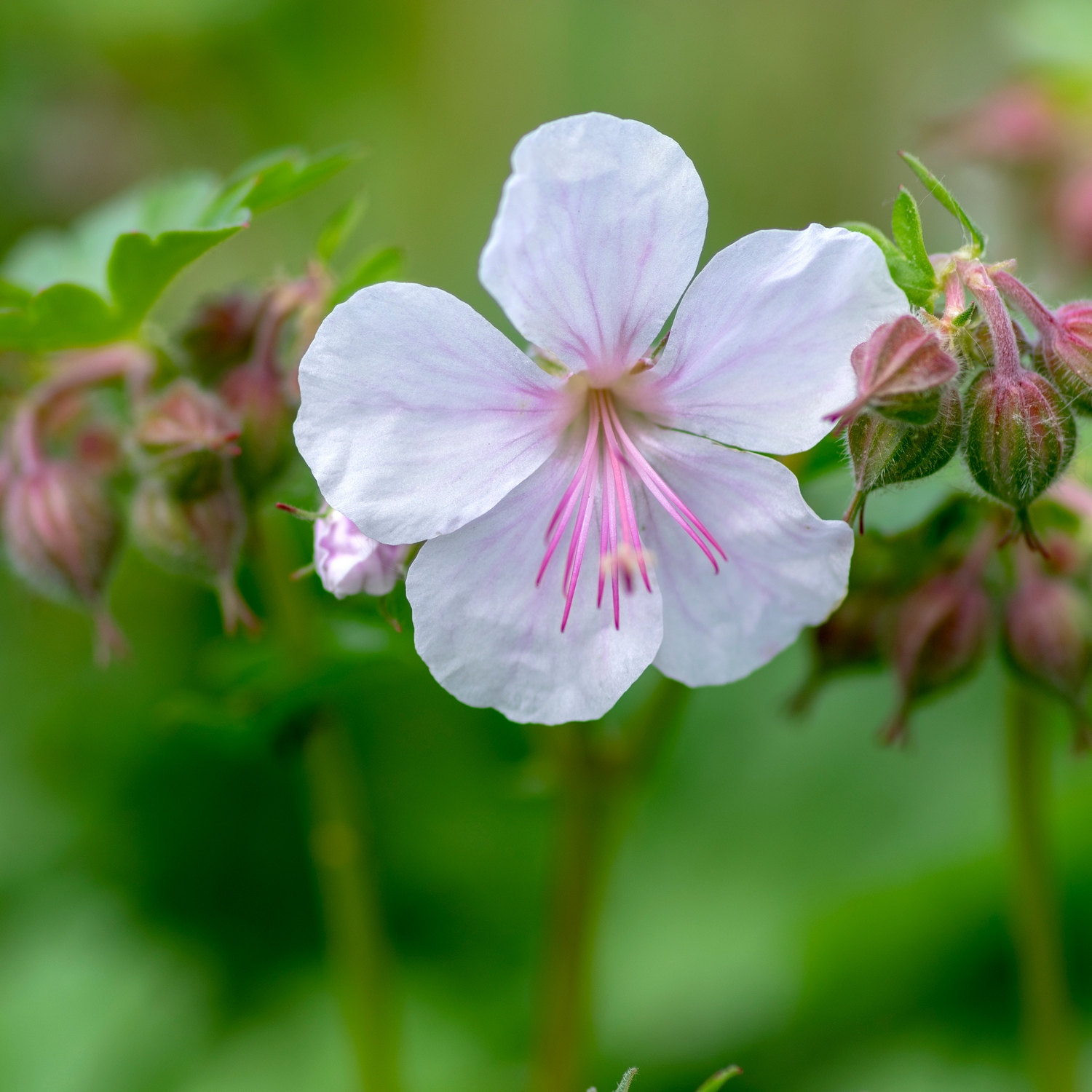 Marktäckare Liten Flocknäva Omnia Garden St Ola