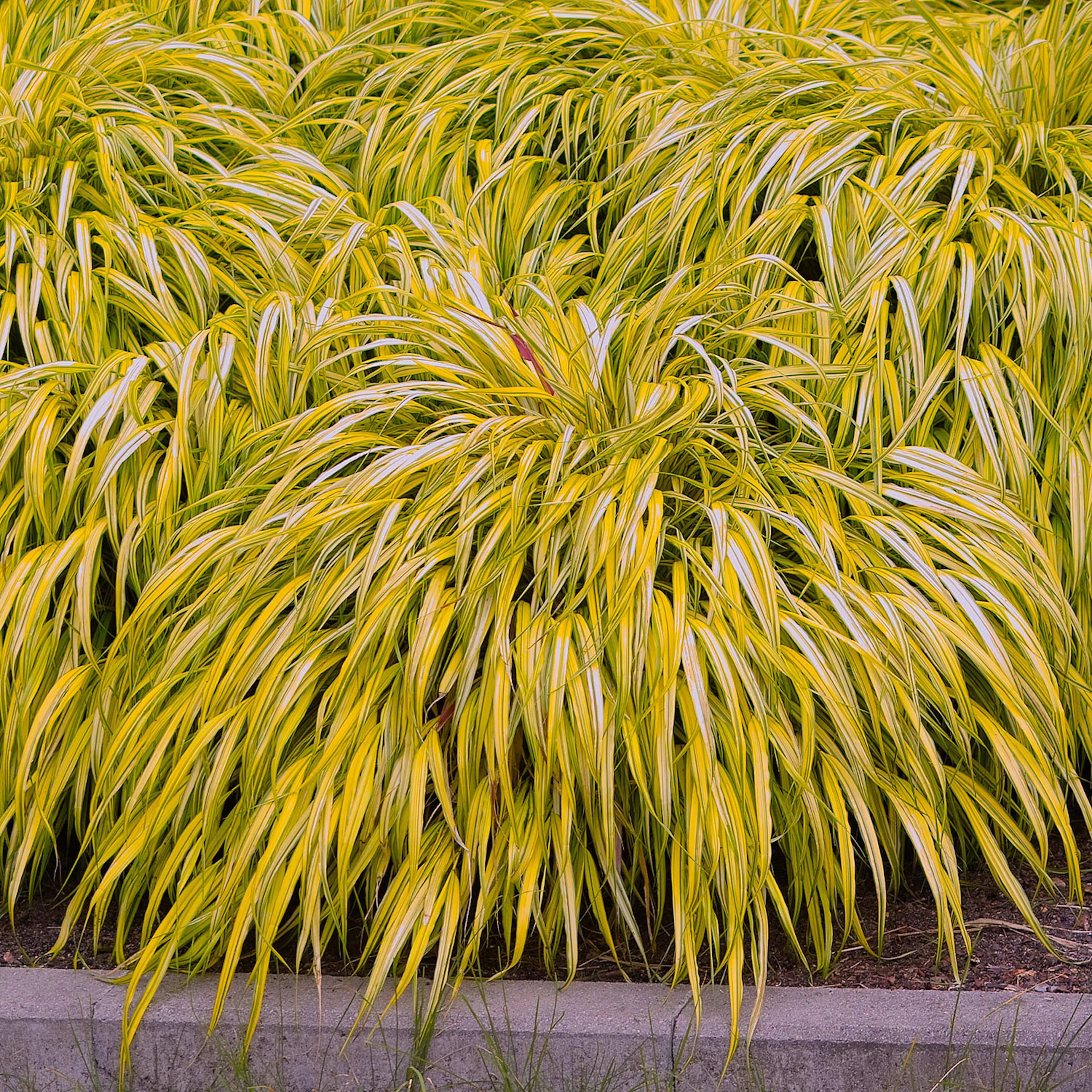 Hakonechloa macra 'Aureola', 2 L 1-pack
