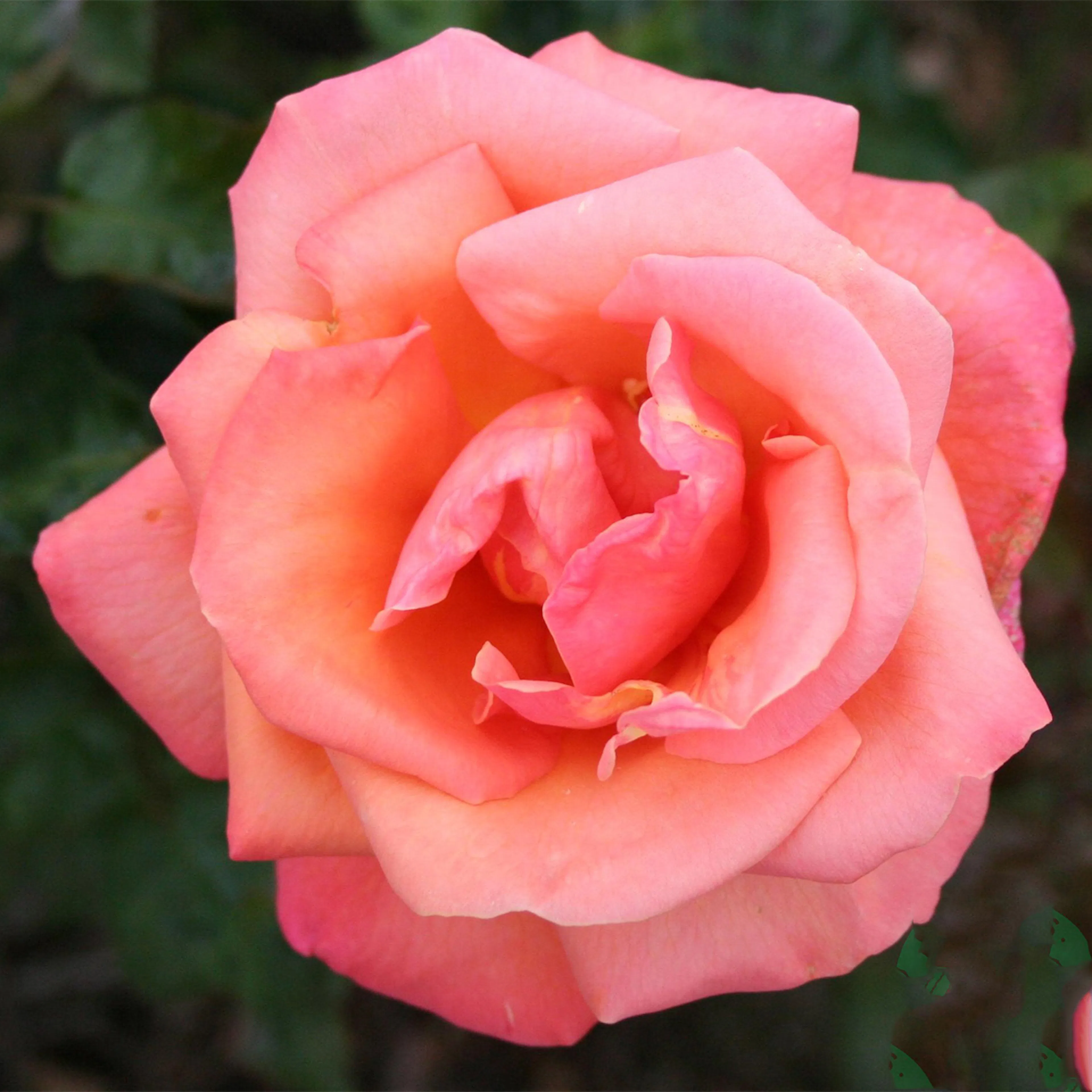 Rosa "Troika", 1-pack 1-pack