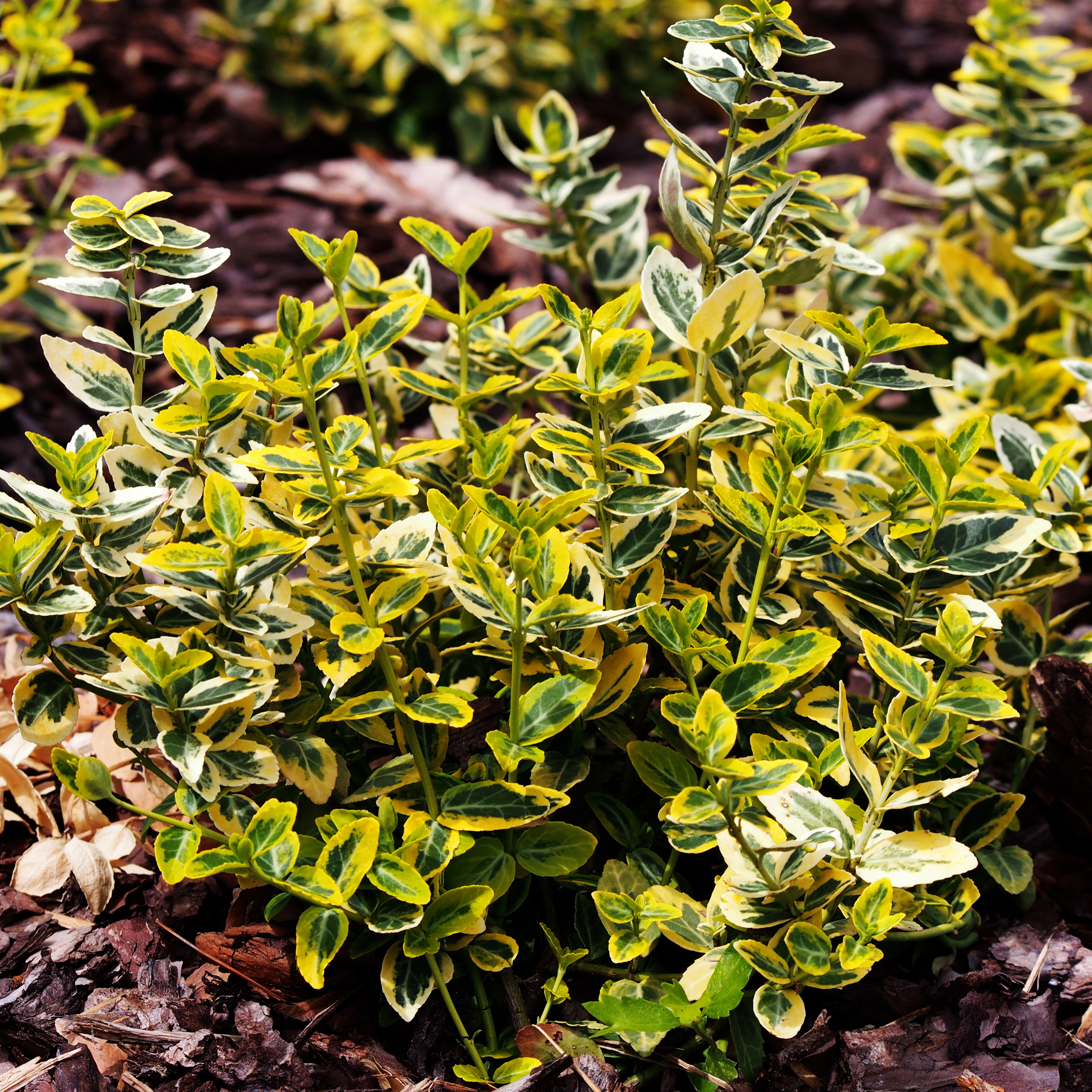 Marktäckare Omnia Garden Gulbrokig Klätterbenved Emerald'n'Gold