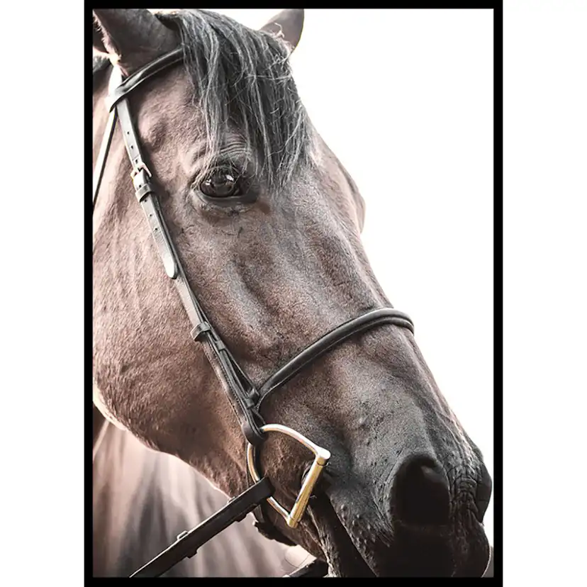 Poster Gallerix Brown Horse Up Close