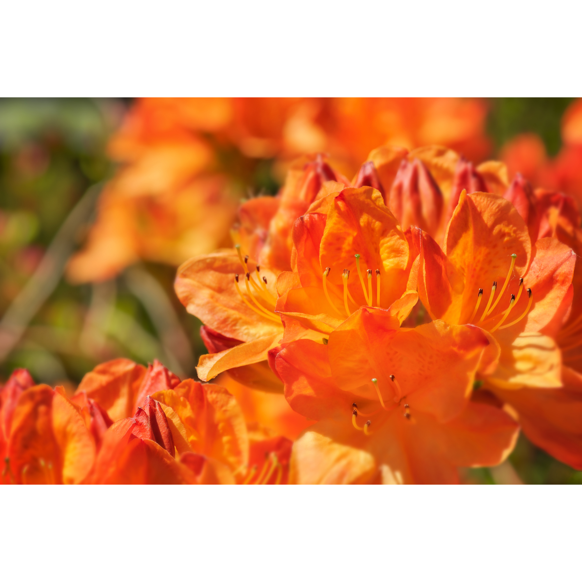 Rhododendron Azalea Omnia Garden Knaphill Golden Eagle 30-40 cm