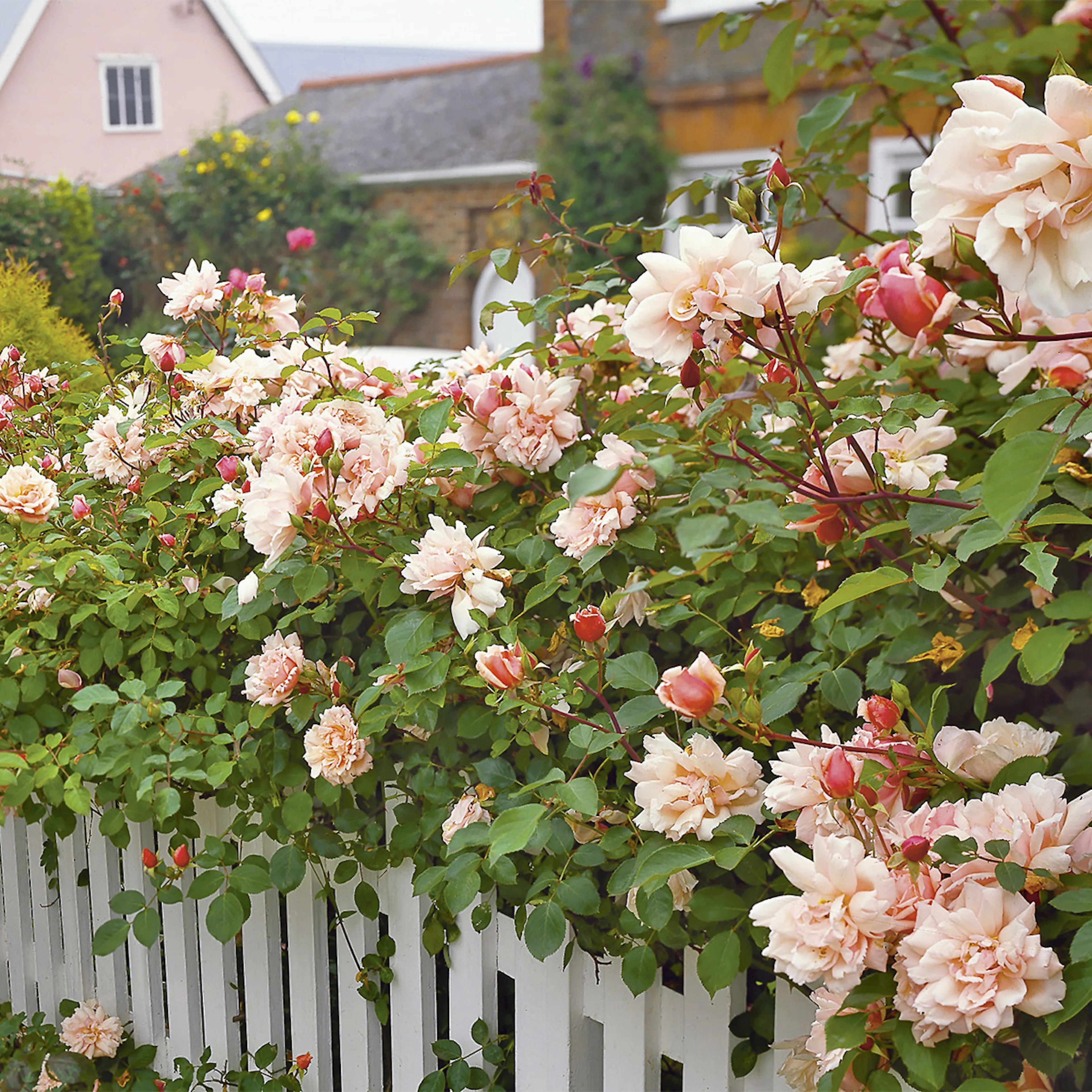 Rosa "Albertine", 1-pack 1-pack