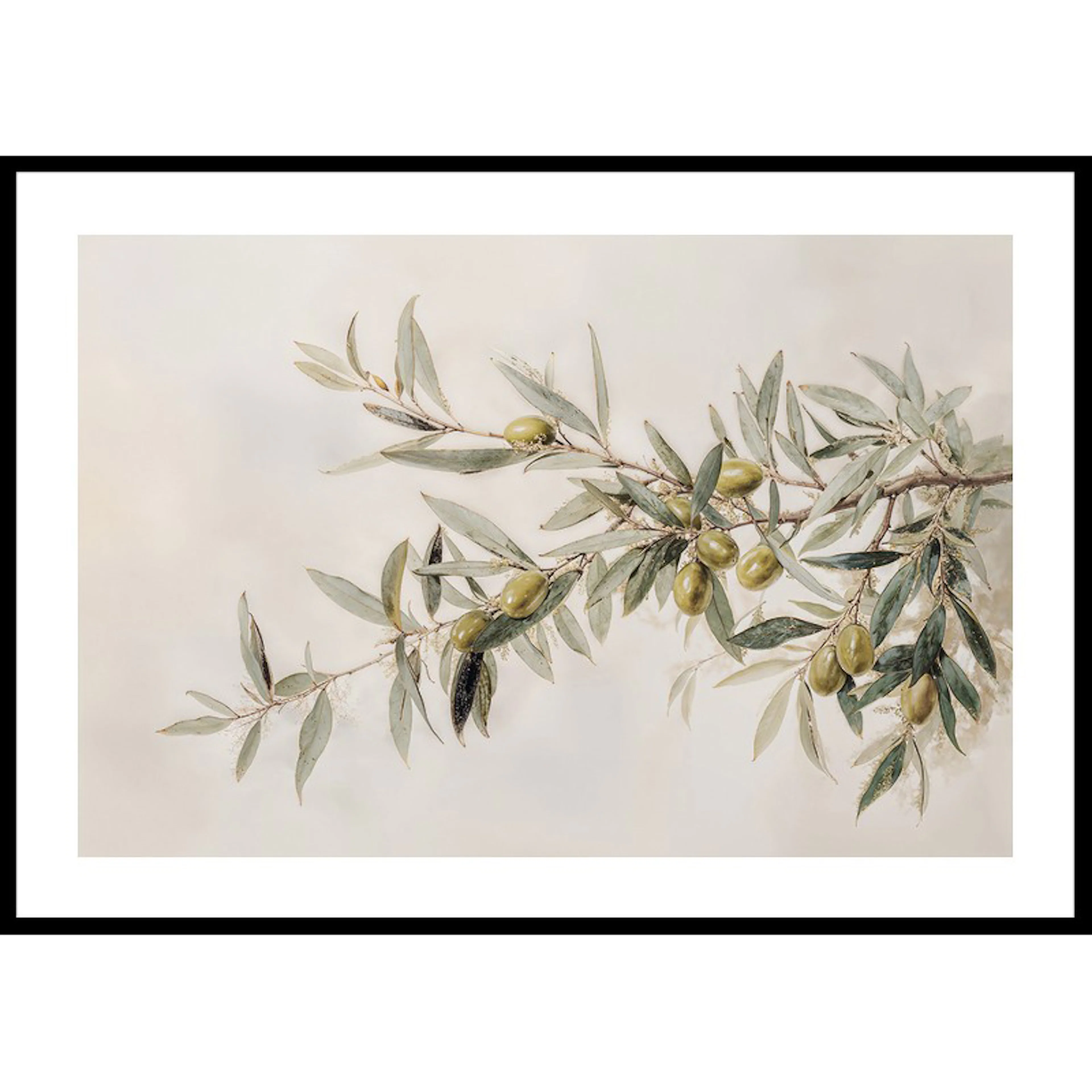 Olive Branch Aquarelle 70x100 70x100 cm
