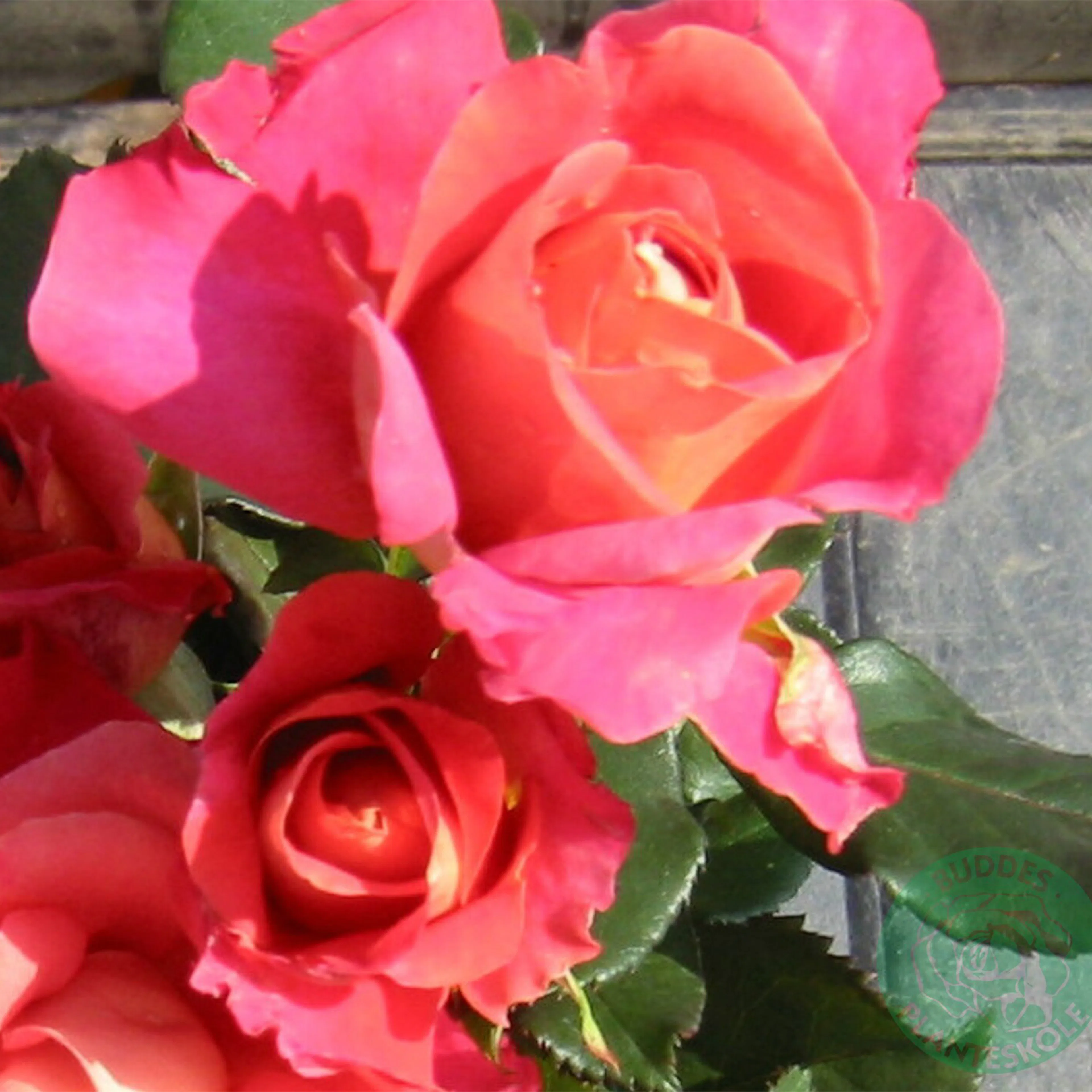 Rosa "Thor Heyerdahl", 10-pack 10-pack