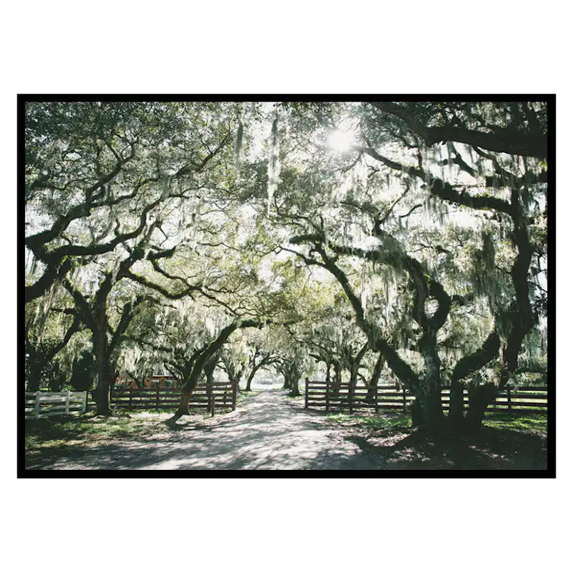 Poster Gallerix Canopy Of Trees