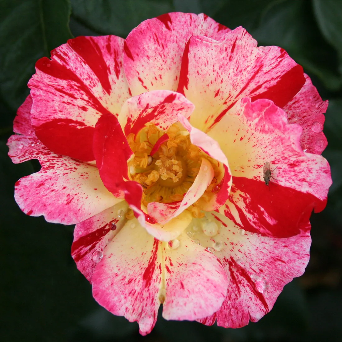 Rosa "Hanky Panky", 5-pack 5-pack