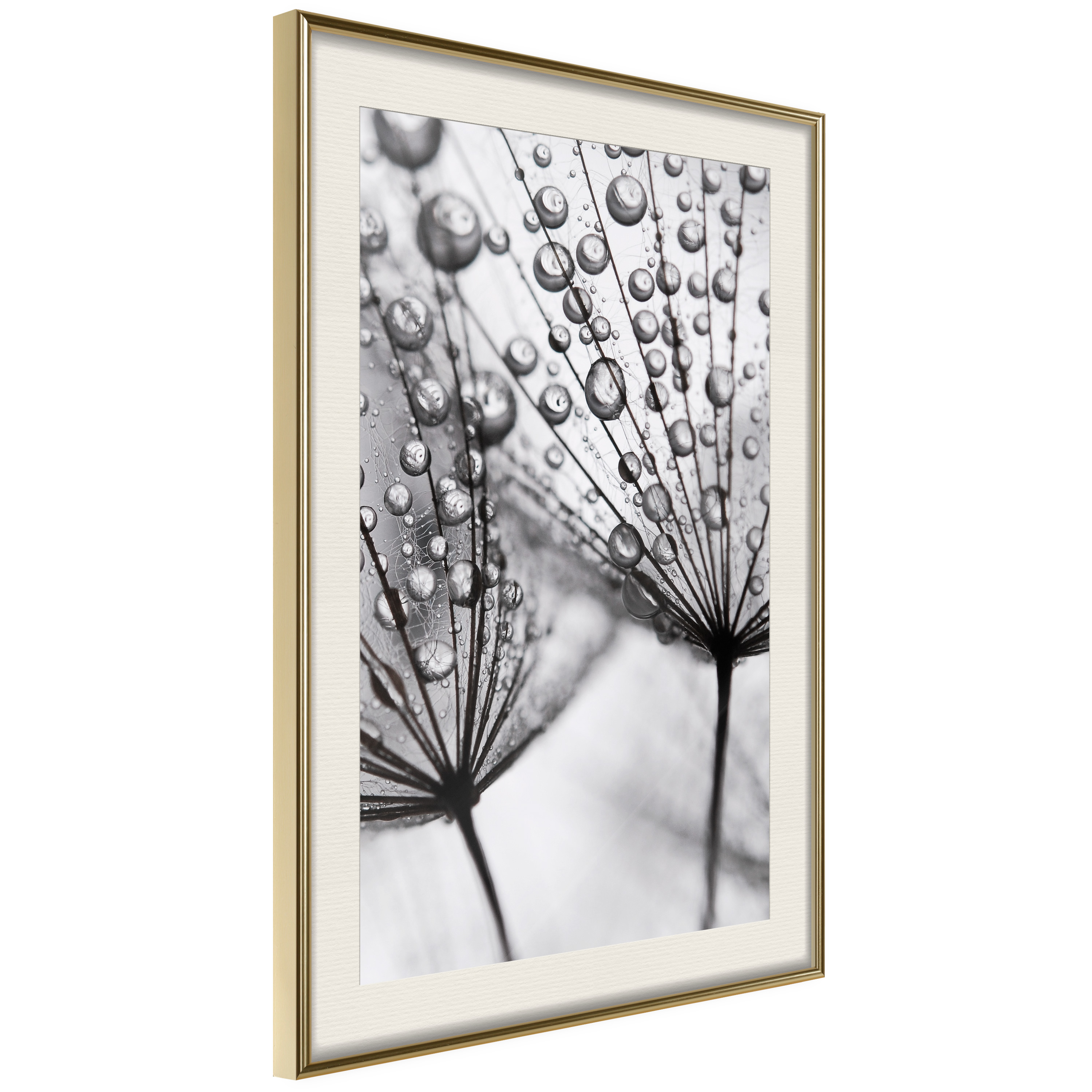 Affisch - Morning Dew [Poster] 40x60 Guld ram med passepartout, 40x60 cm