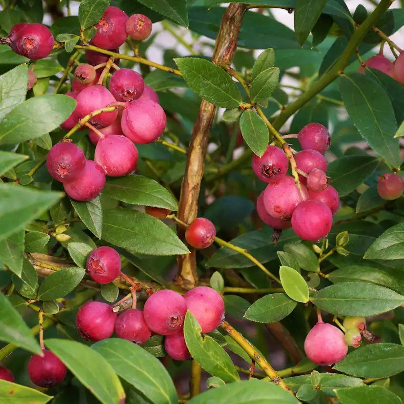 Planta Amerikanskt Blåbär Omnia Garden Pink Lemonade
