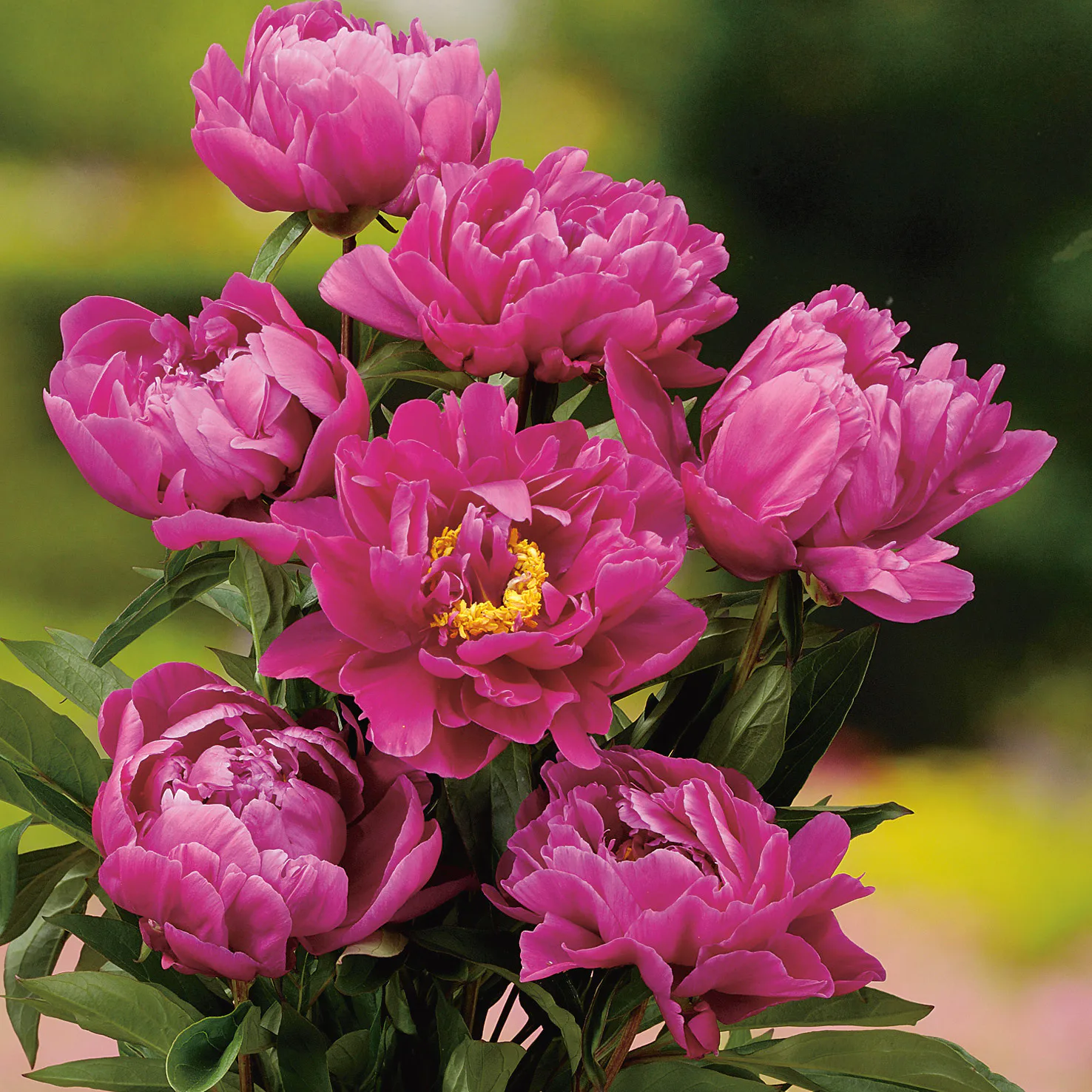 Luktpion Omnia Garden Karl Rosenfield