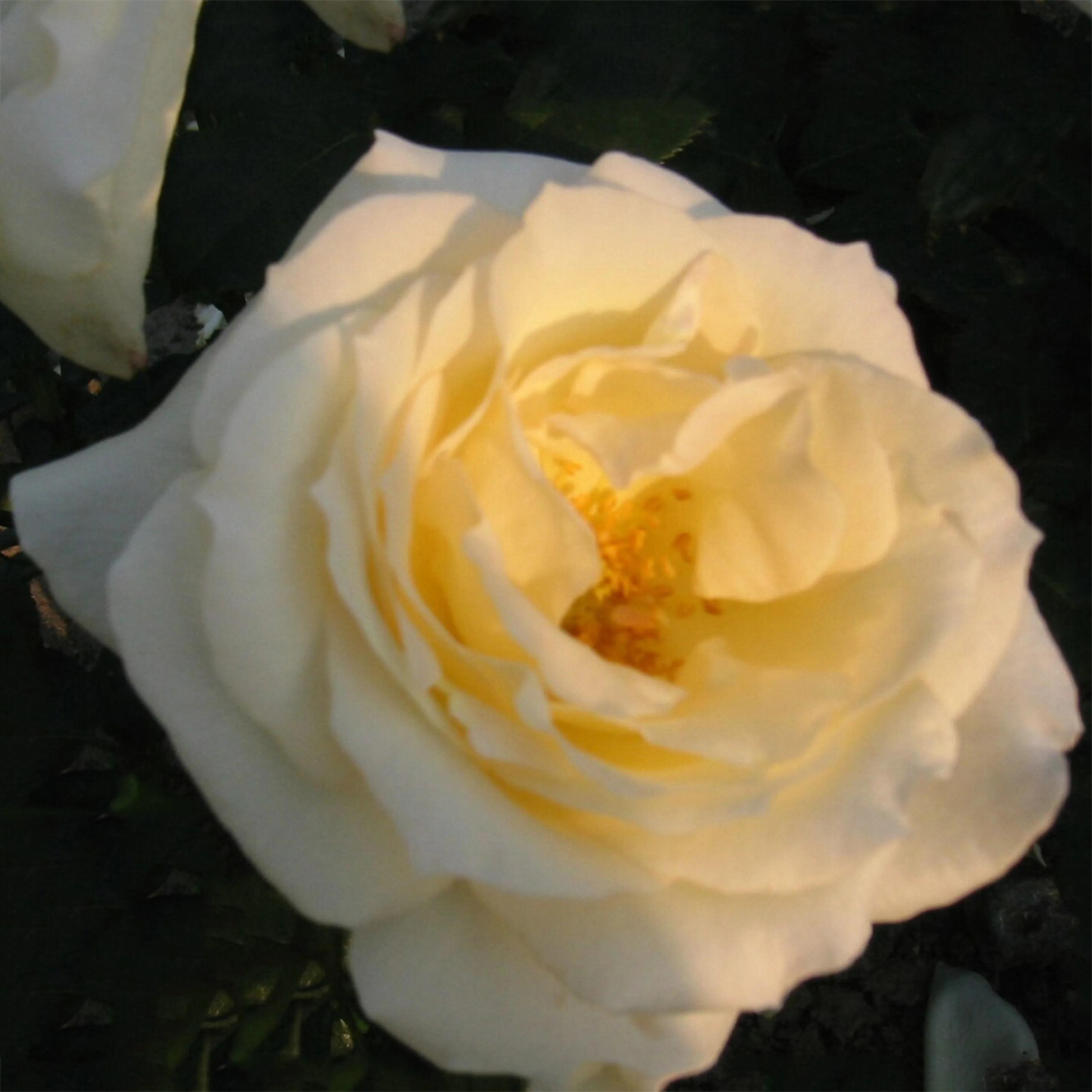 Rosa "Schneewalzer", 10-pack 10-pack
