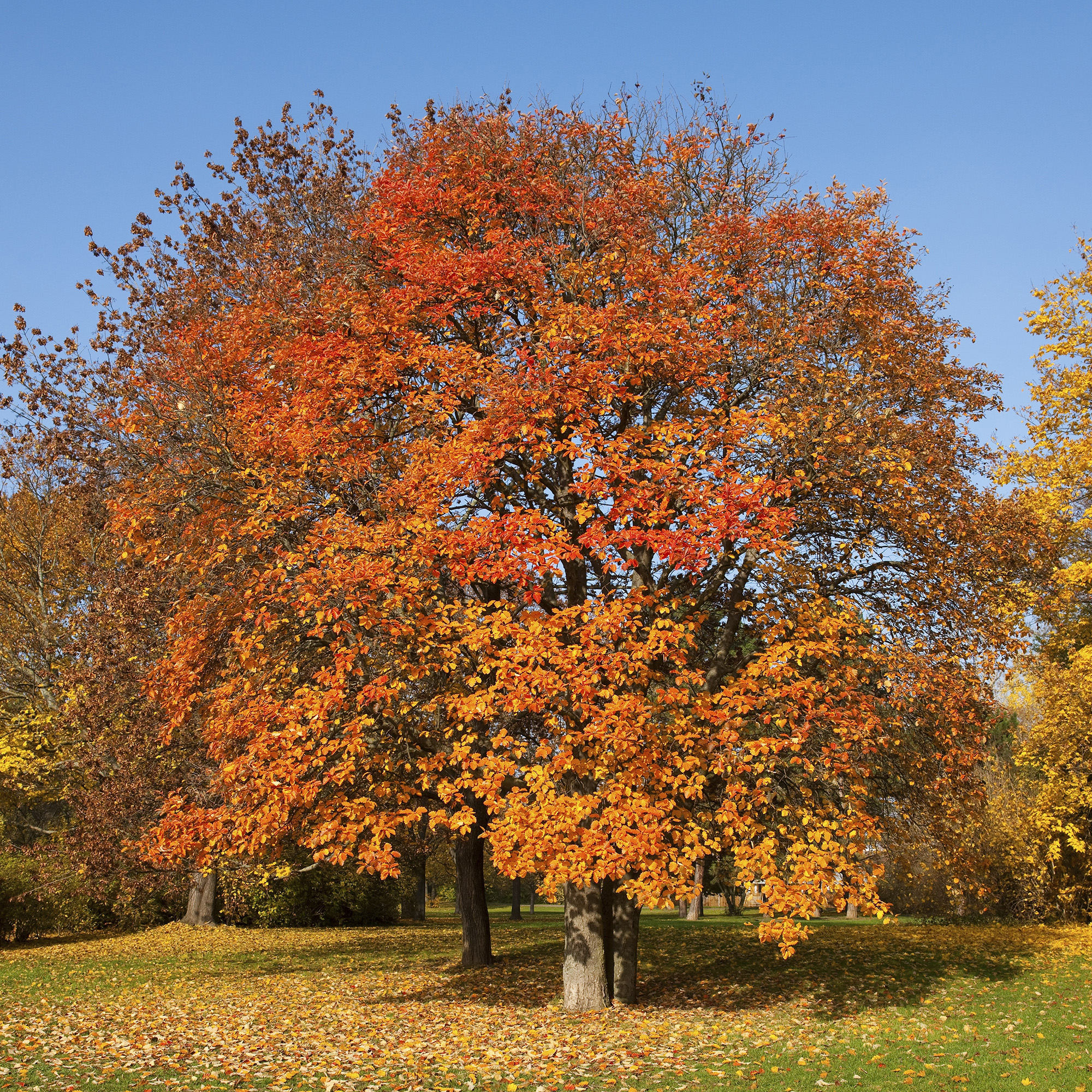 Prydnadsträd Omnia Garden Oxel