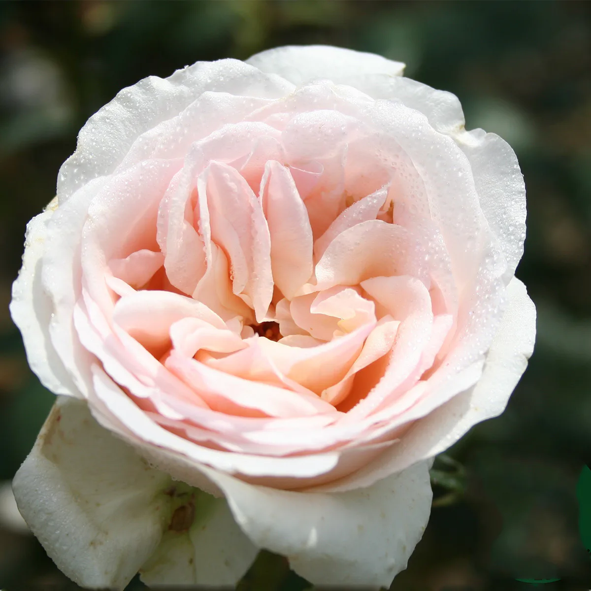 Rosa "Julia Renaissance", 5-pack 5-pack