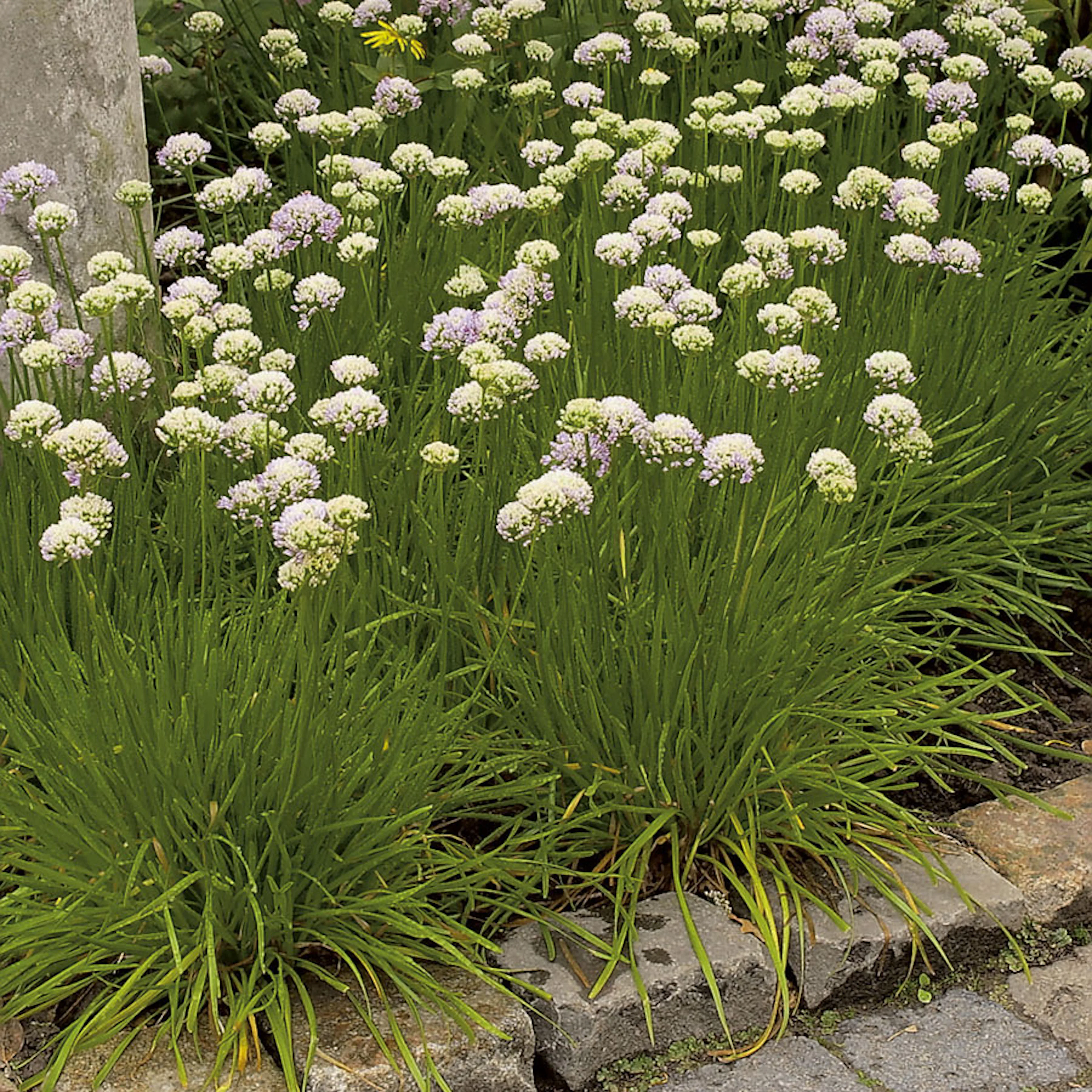 Planta Omnia Garden Strandtrift Alba