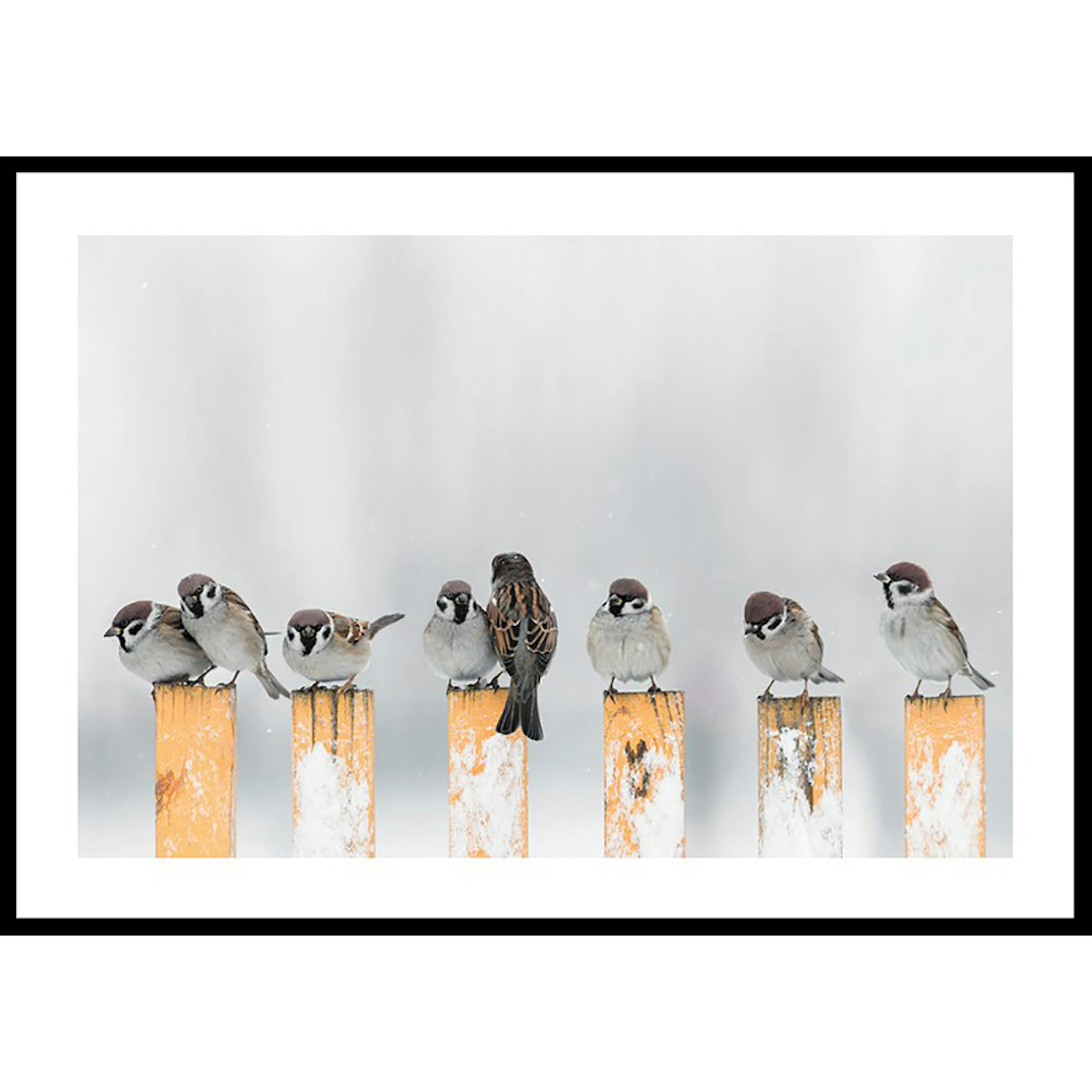 Poster Gallerix Willow Finches