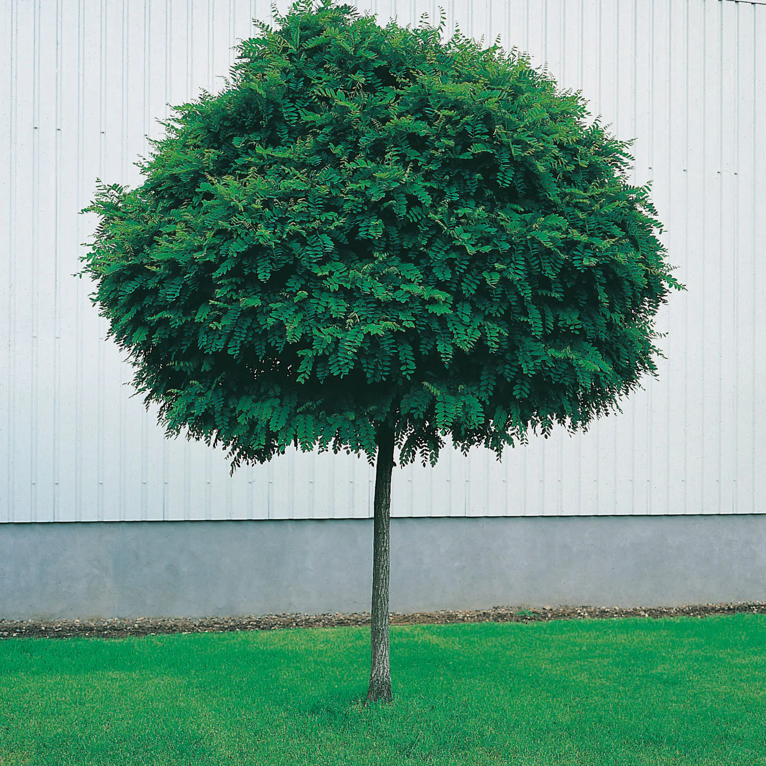 Prydnadsträd Omnia Garden Klotrobinia