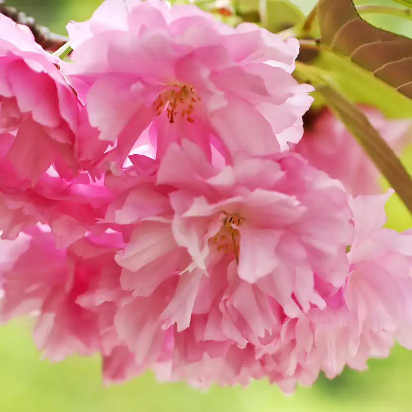 Prydnadsträd Japanskt körsbär Omnia Garden Prunus Kanzan 100-120 cm
