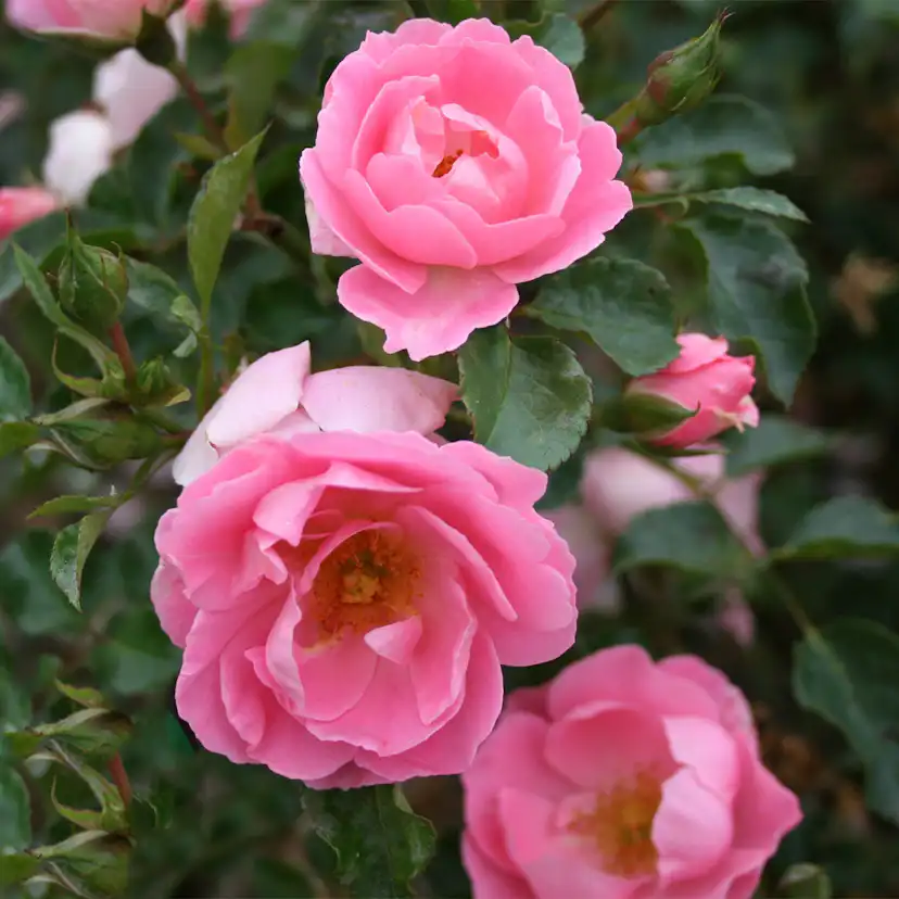 Marktäckande Buskros Omnia Garden Sommerwind