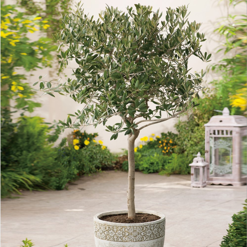 Olea europaea, stam 95/105 cm Leveranshöjd: 95-105 cm