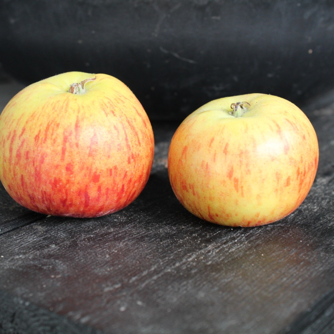 Äppelträd Omnia Garden Malus Domestica Rubinola