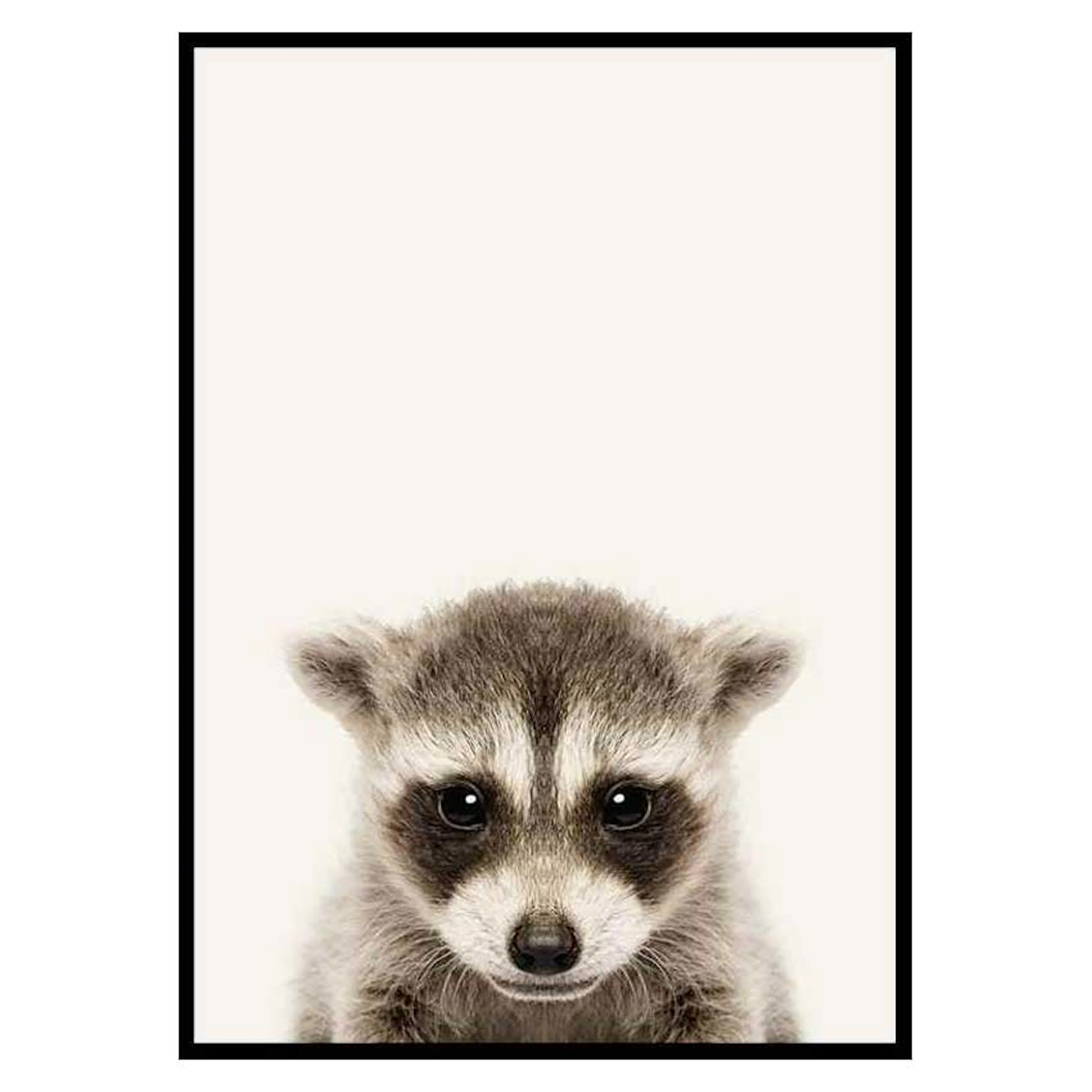 Poster Gallerix Baby Raccoon