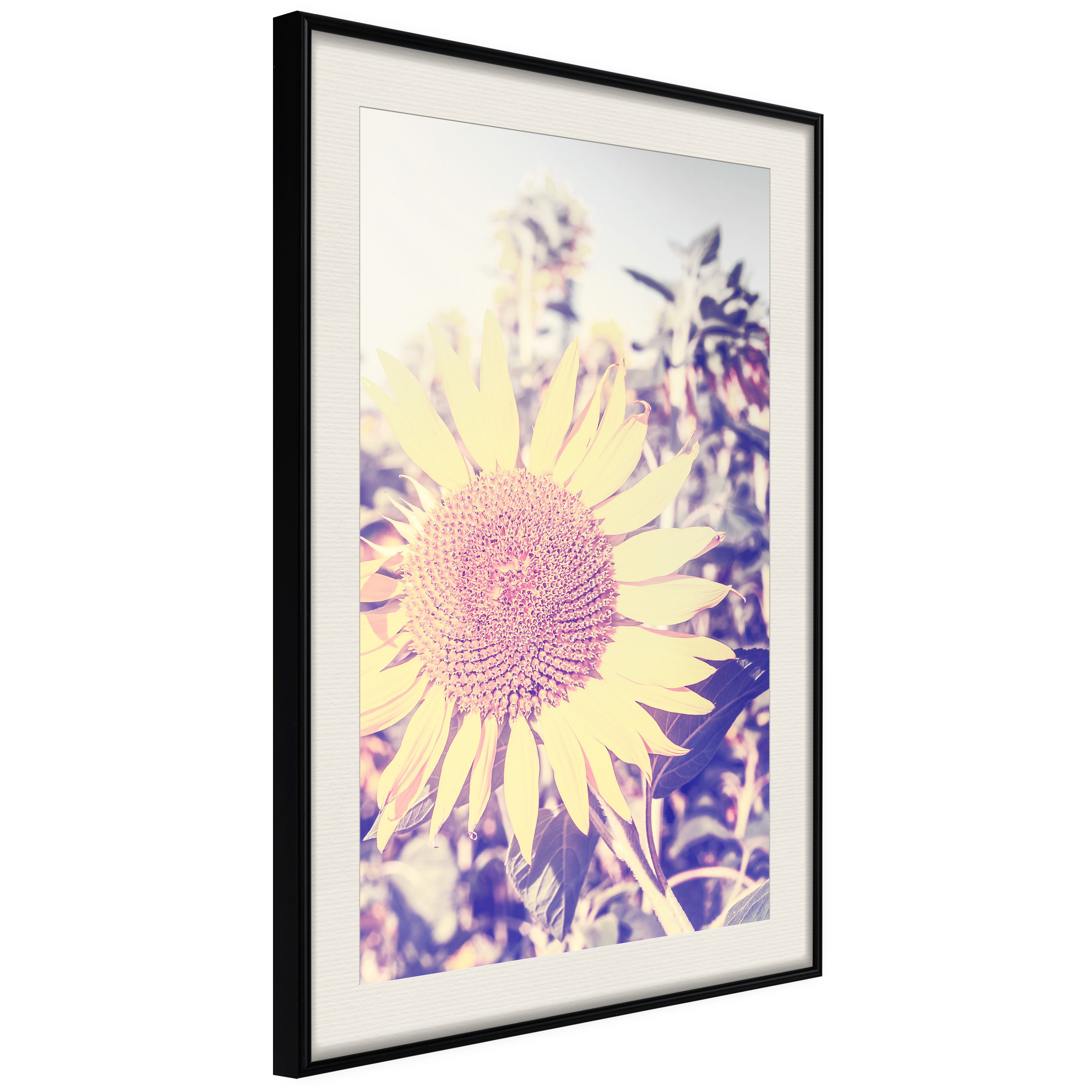 Affisch - Sunflower [Poster] 30x45 Svart ram med passepartout, 30x45 cm