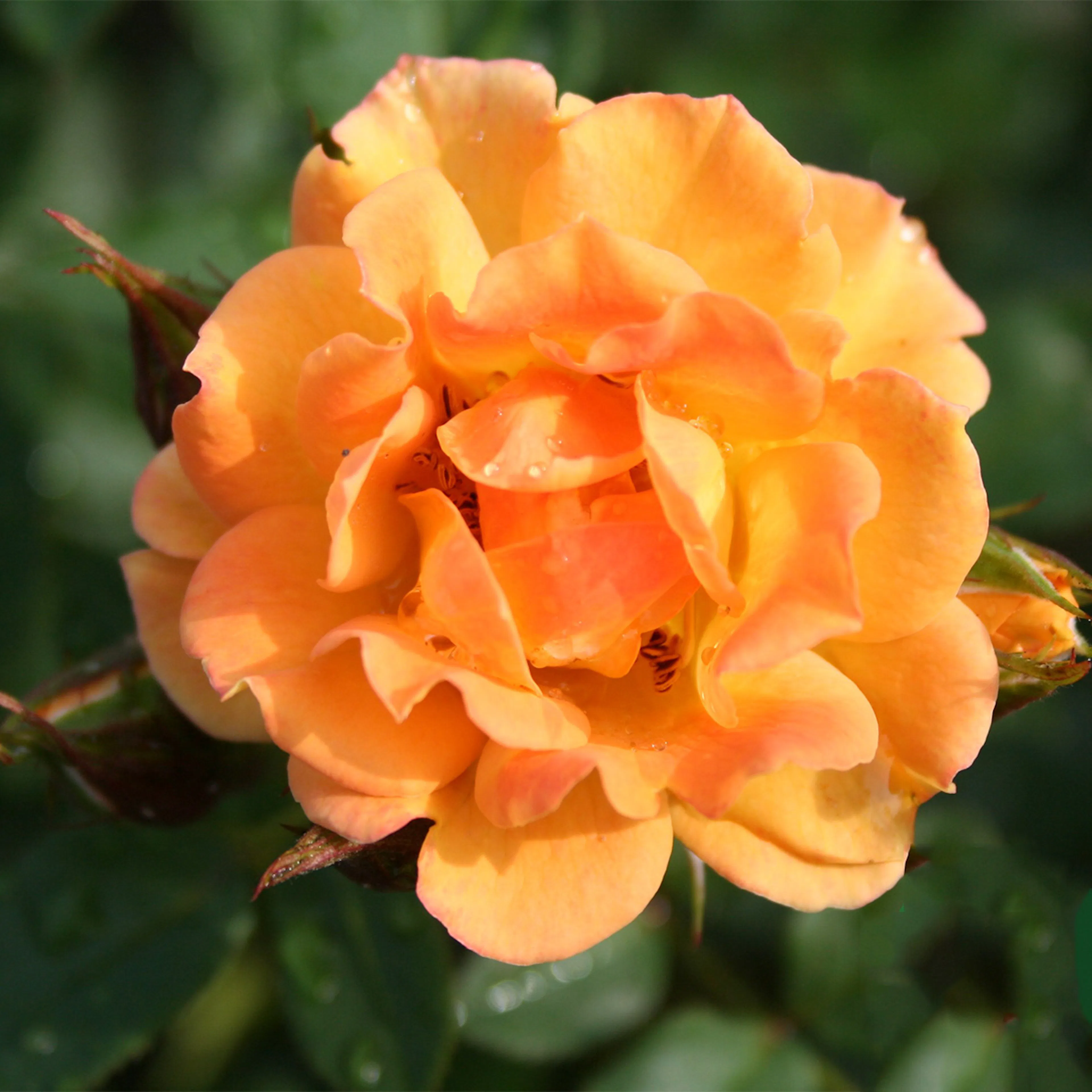 Rosa "Flaming Cover", 1-pack 1-pack