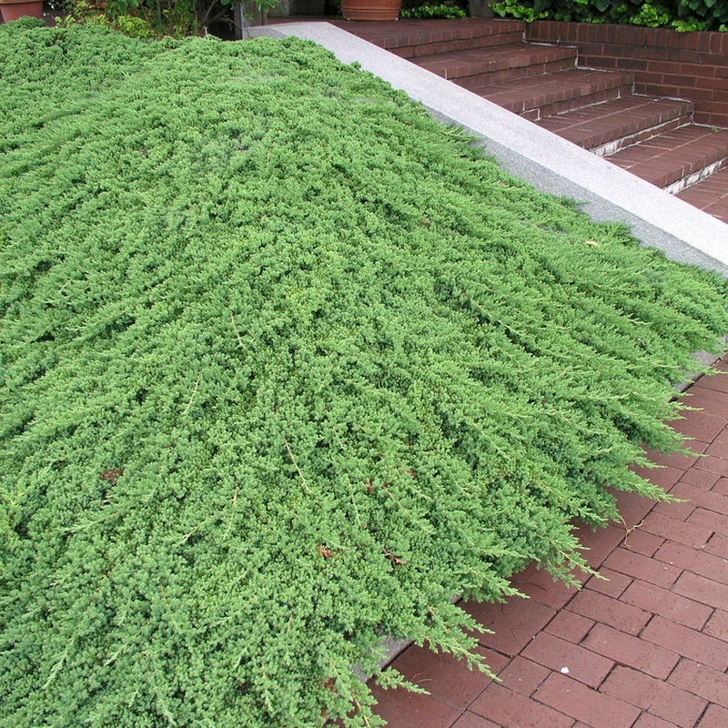 Prydnadsbuske Japansk Kryp-En Omnia Garden Nana