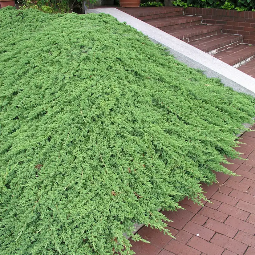 Prydnadsbuske Japansk Kryp-En Omnia Garden Nana