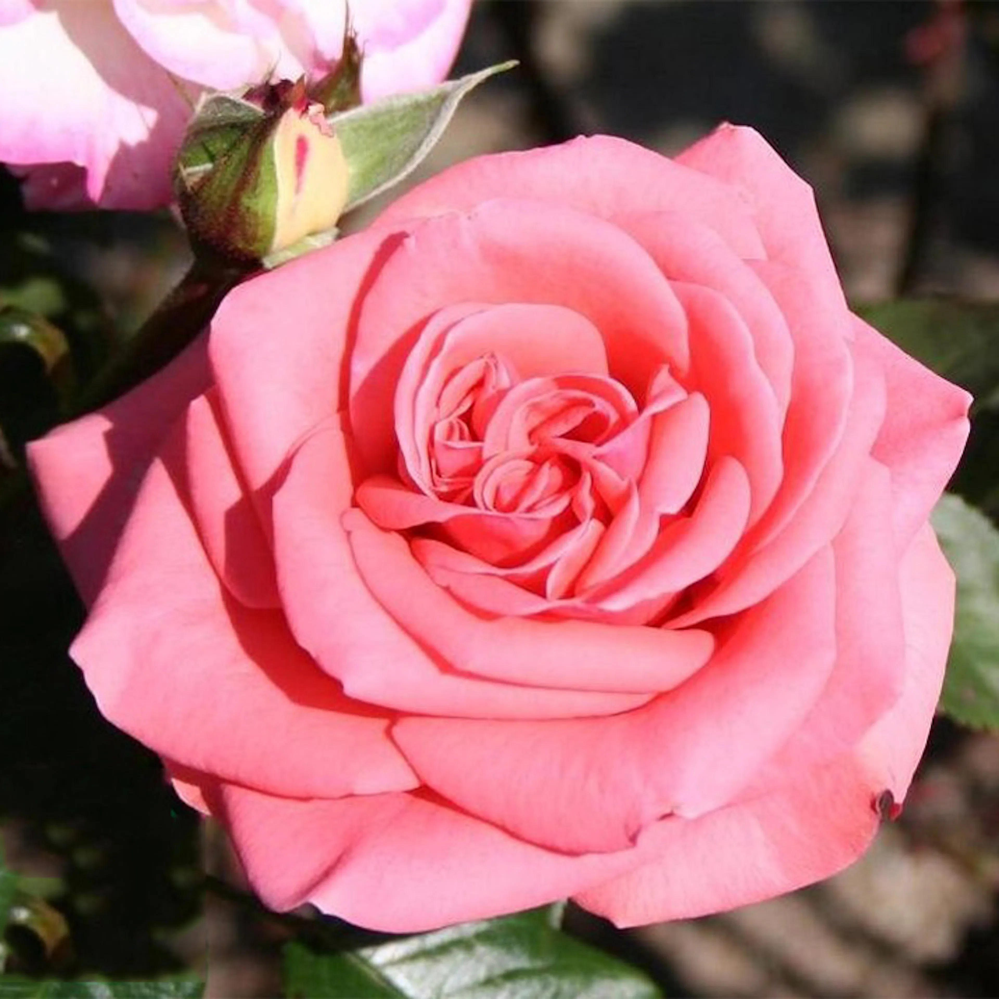 Rosa "Louisiana", 1-pack 1-pack