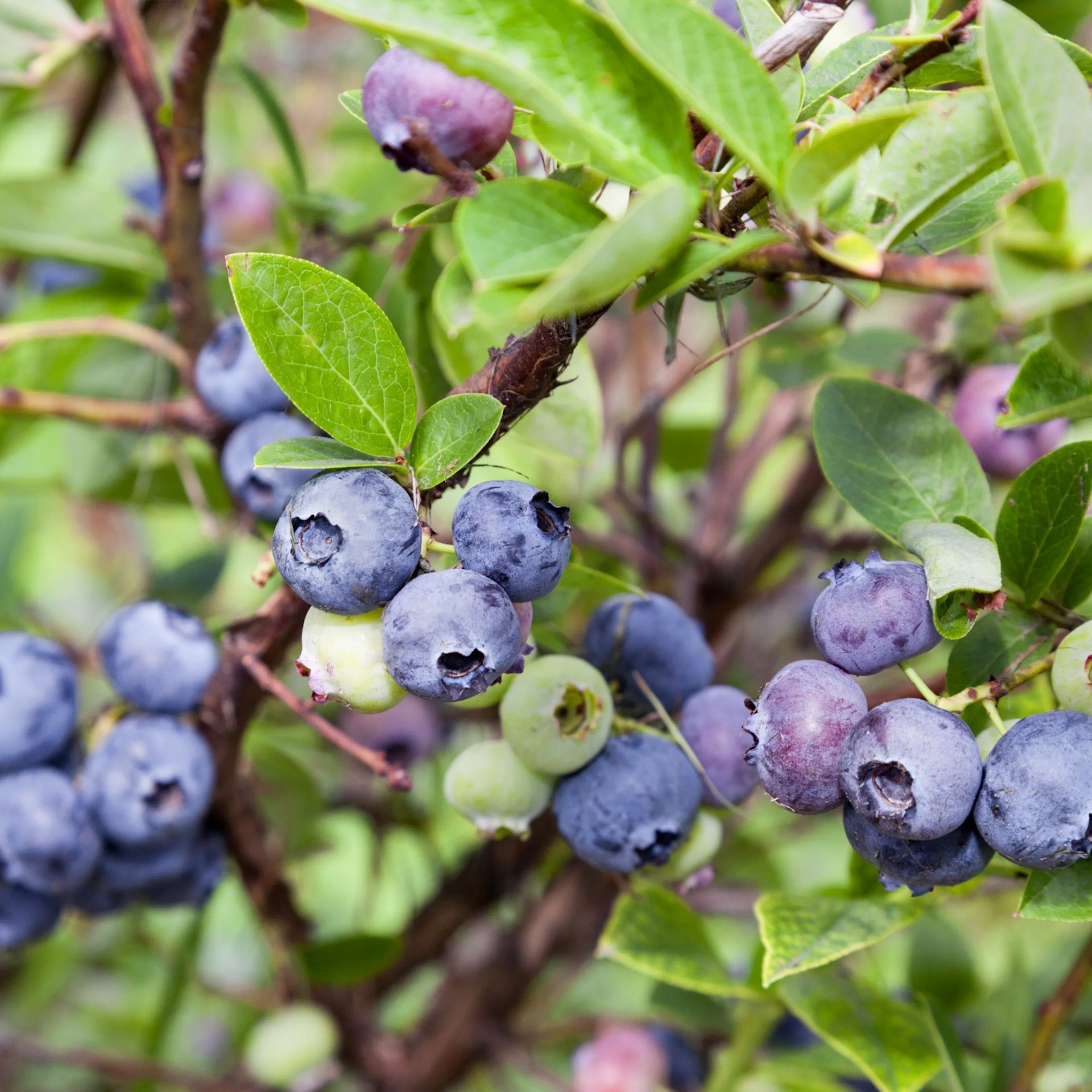 Vaccinium 'Emil' E , 3-pack 3-Pack