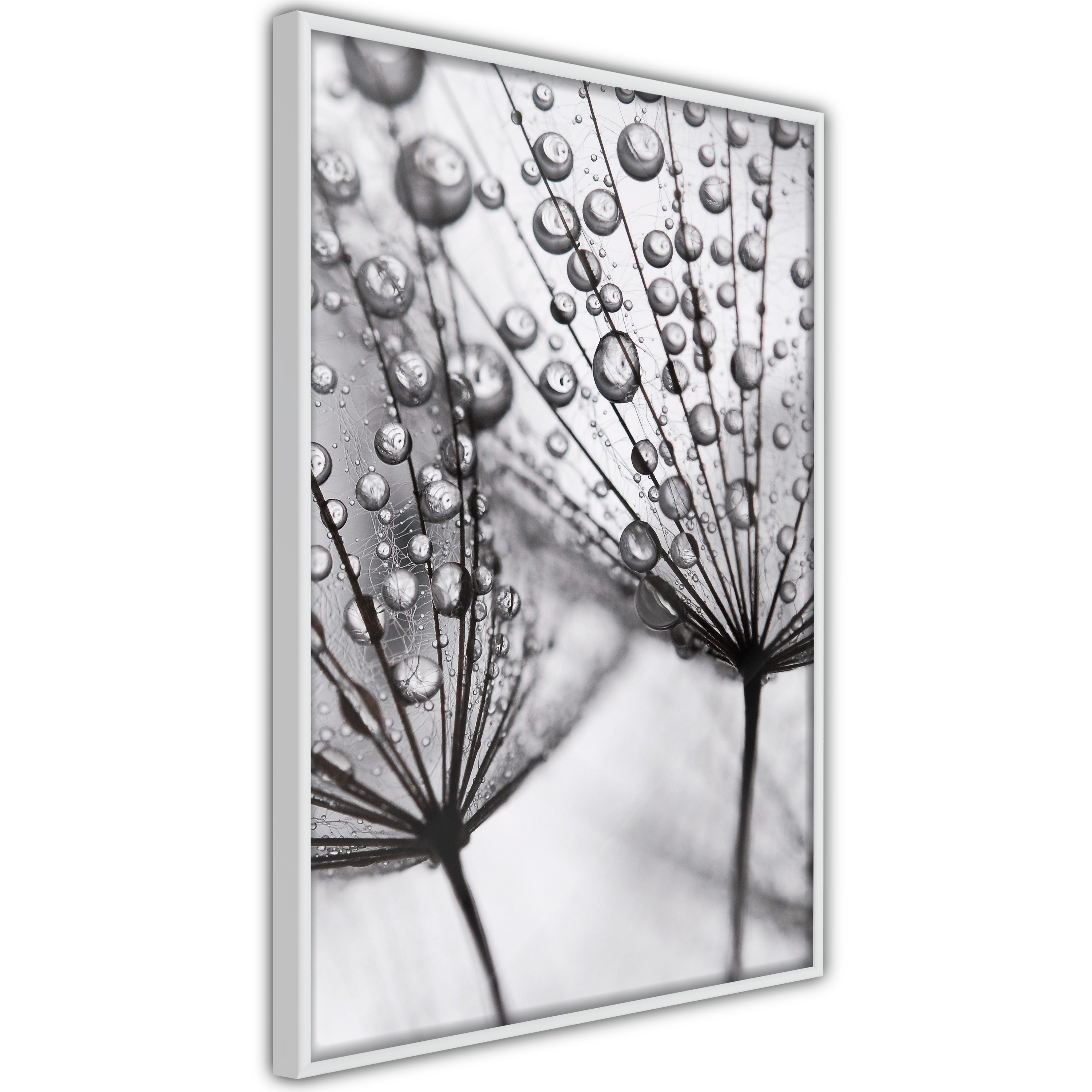 Poster Artgeist Affisch Morning Dew