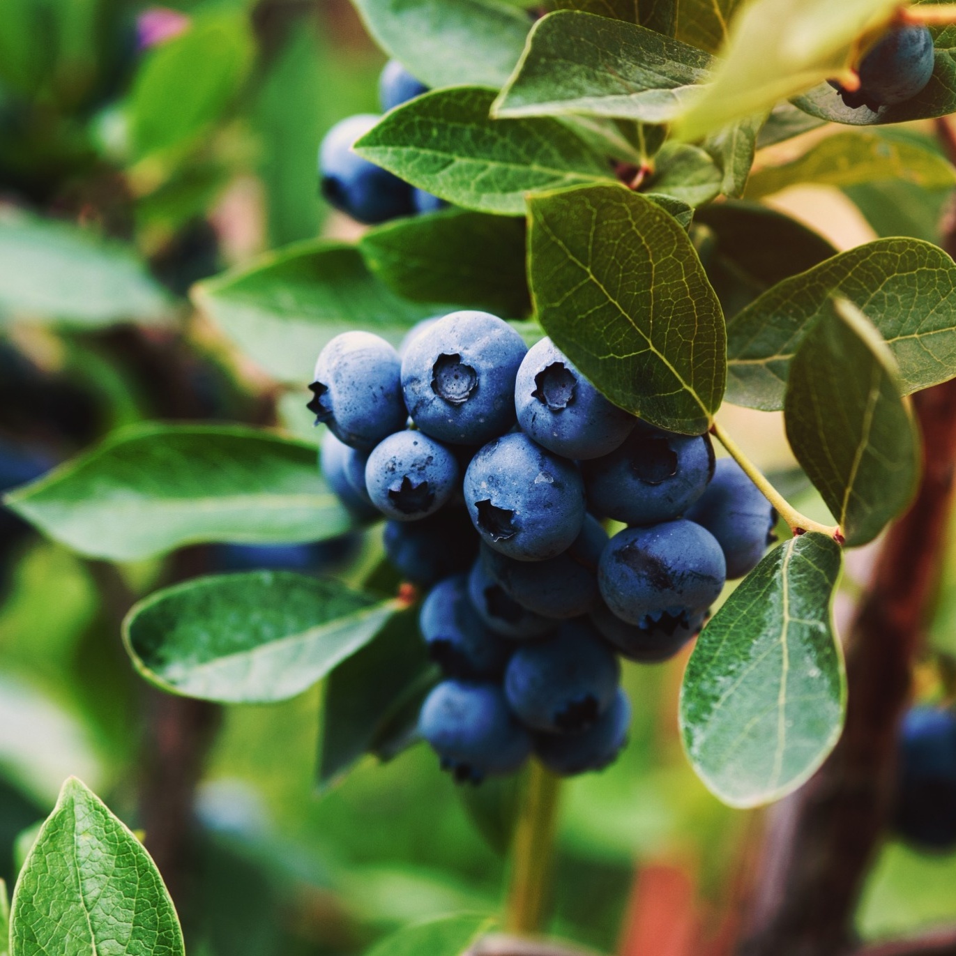 Blåbär Omnia Garden Hybrid Vaccinium Oskar