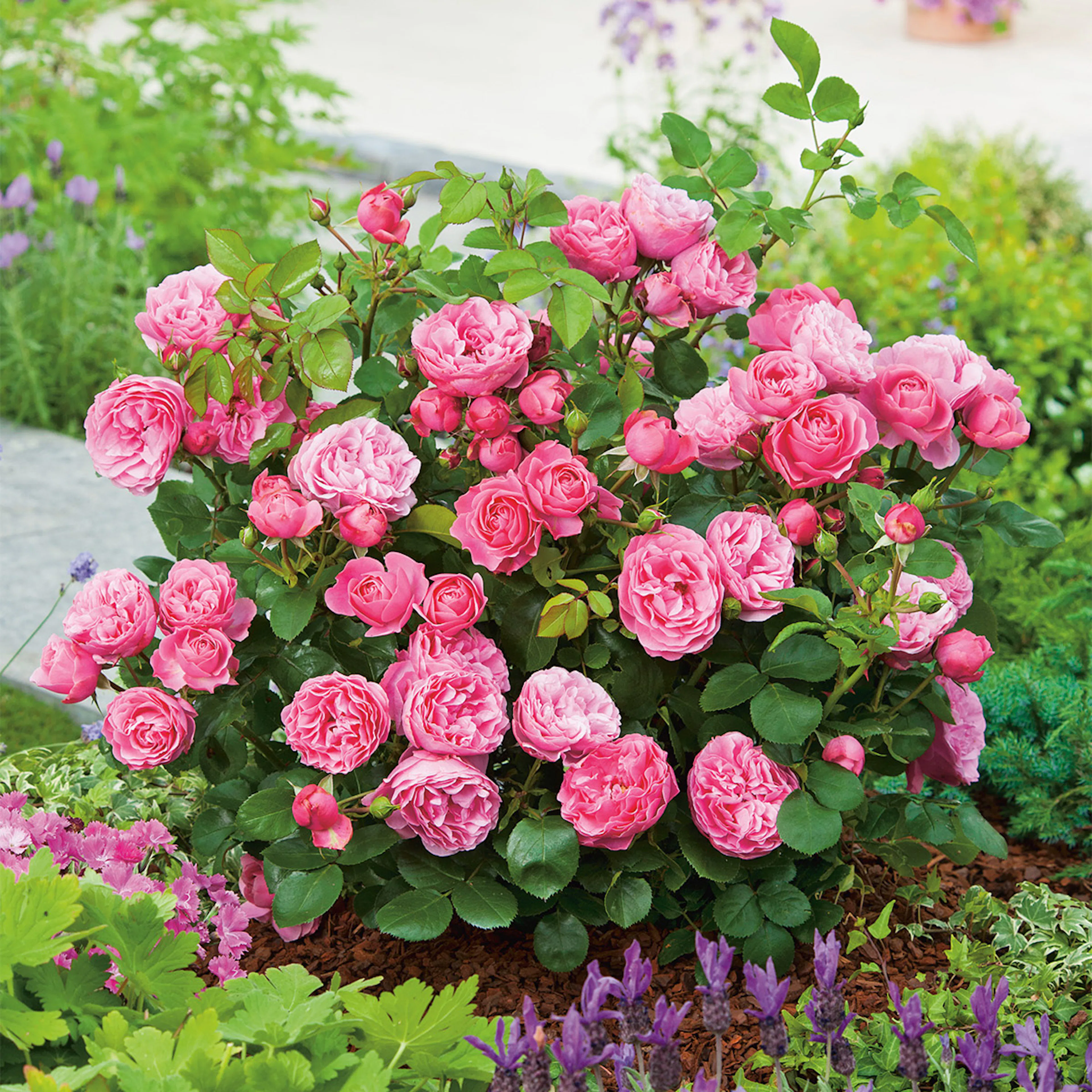 Rosa "Leonardo da Vinci", 1-pack 1-pack