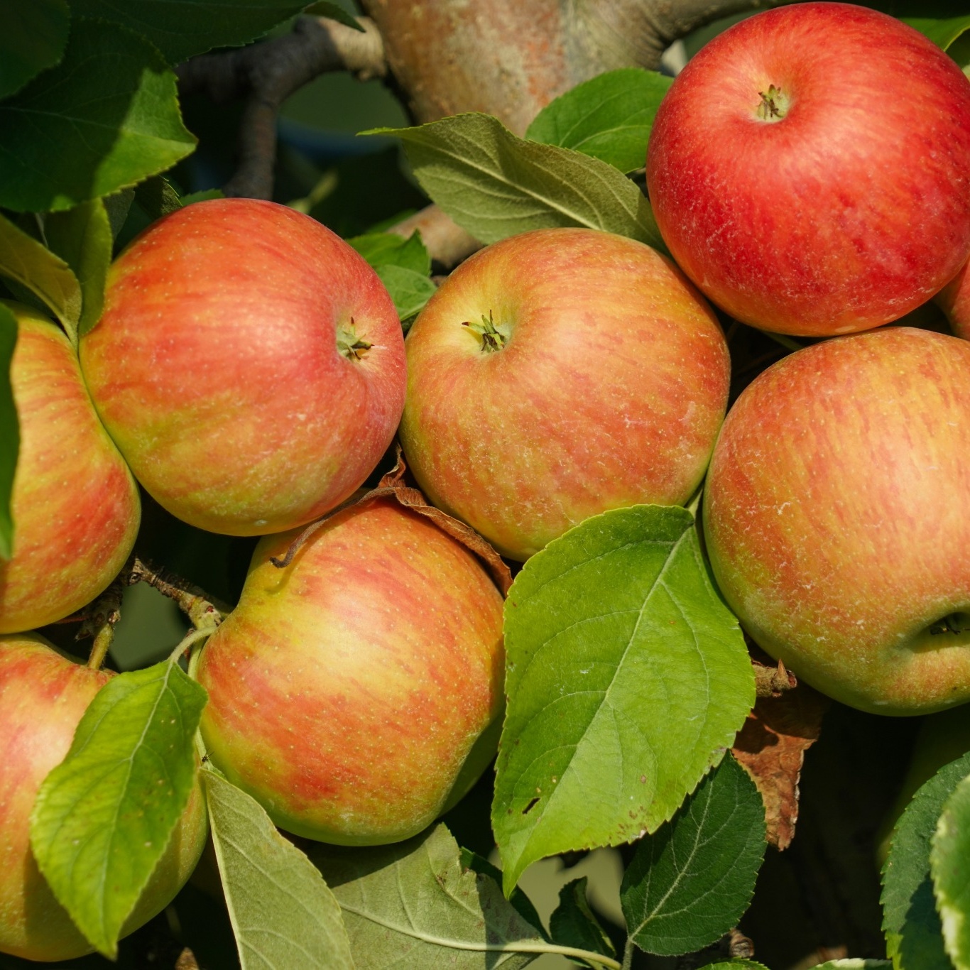 Äppelträd Omnia Garden Malus Domestica Fredrik E
