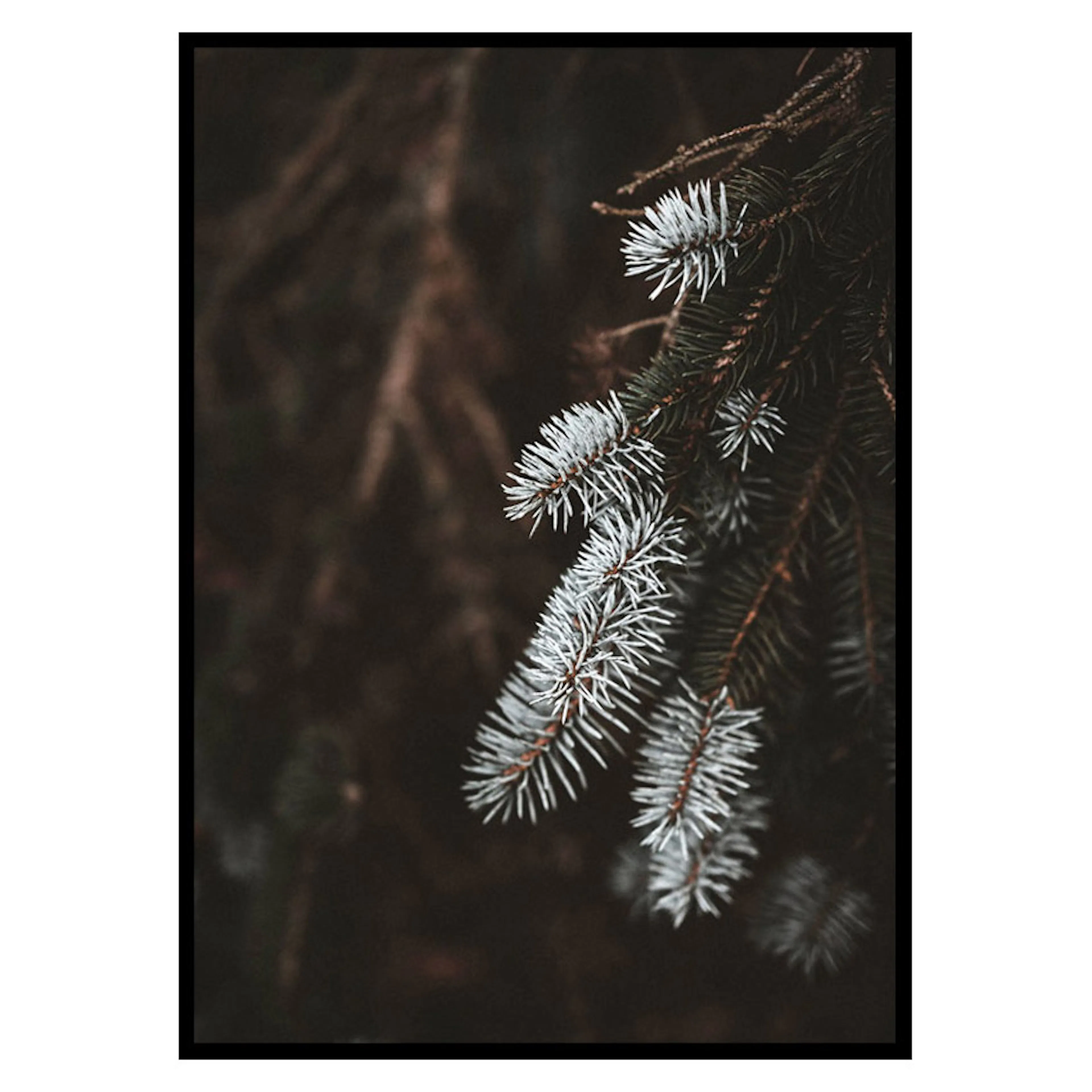 Poster Gallerix Fir Needle In White