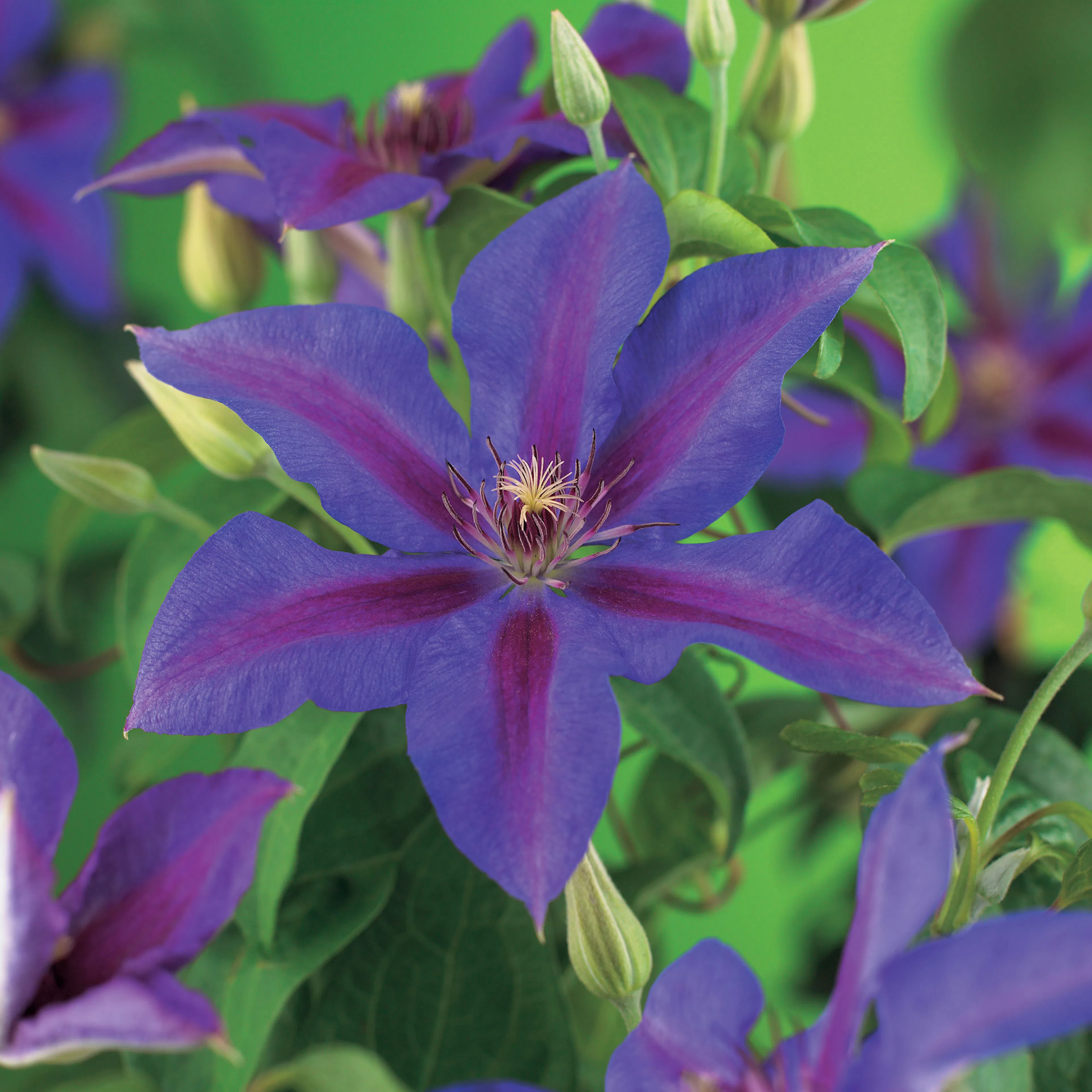 Klätterväxt Storblommig Klematis Omnia Garden Mrs N. Thompson 40-60 cm