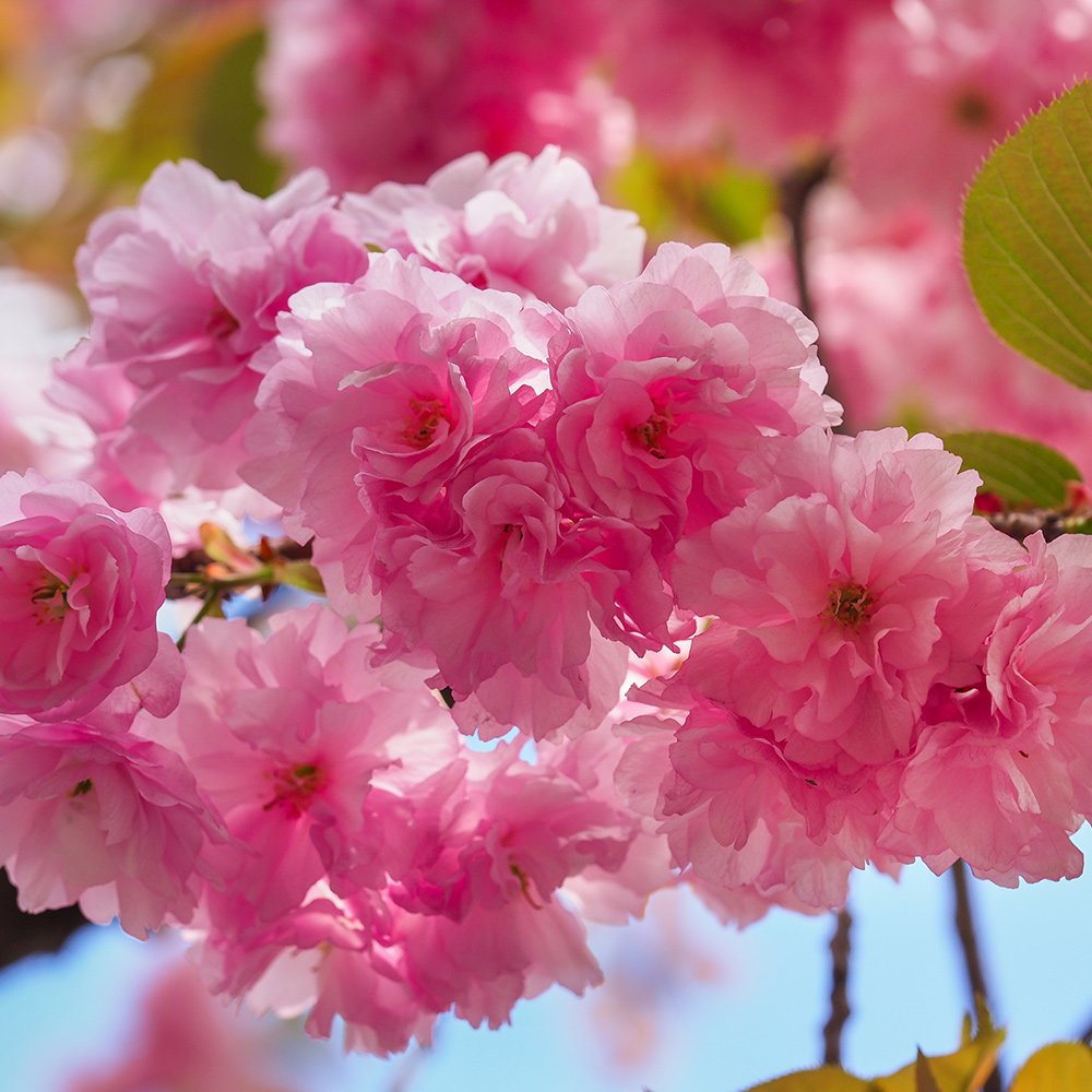Prydnadsträd Japanskt körsbär Omnia Garden Prunus Kanzan 100-120 cm