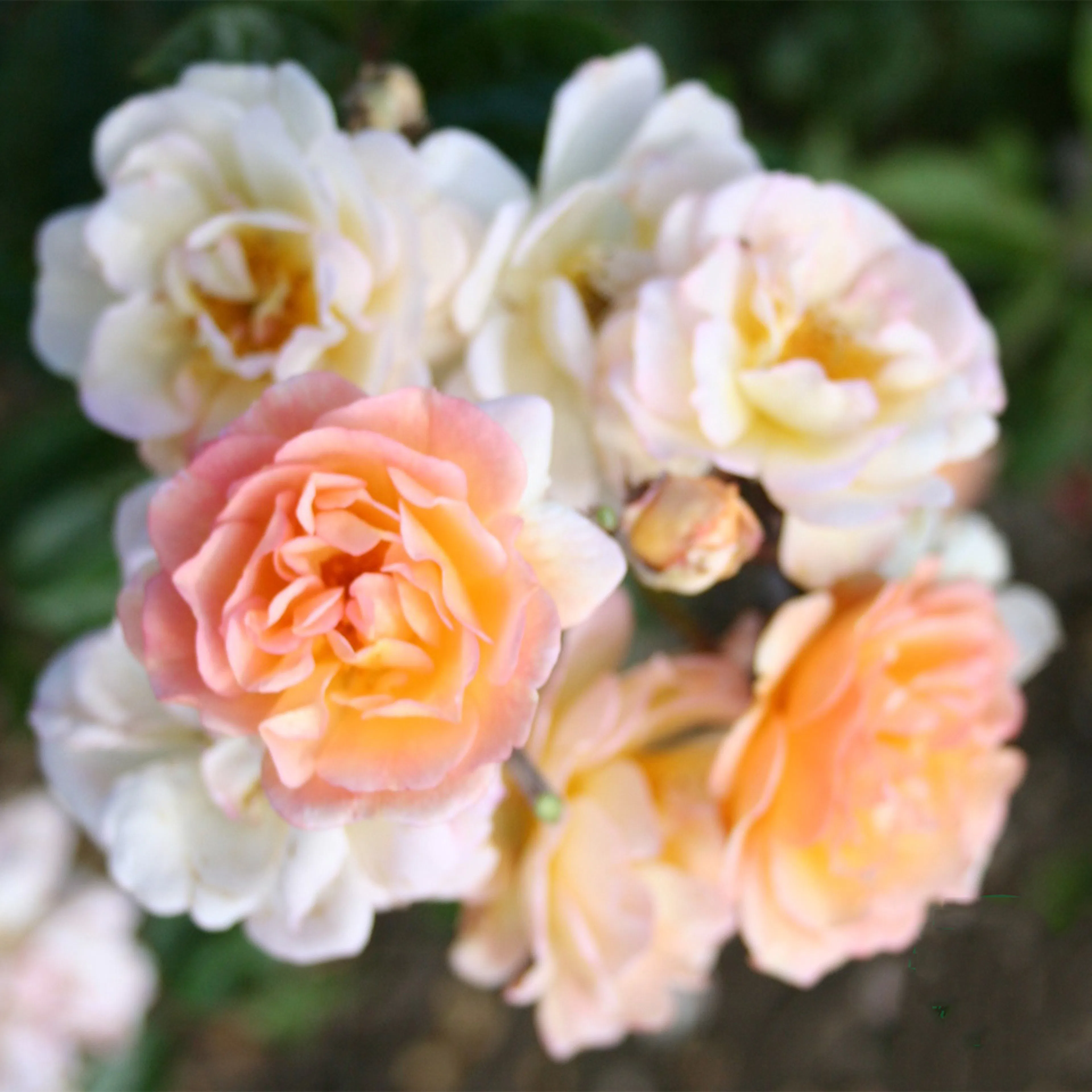 Rosa "Ghislaine de Féligonde", 1-pack 1-pack