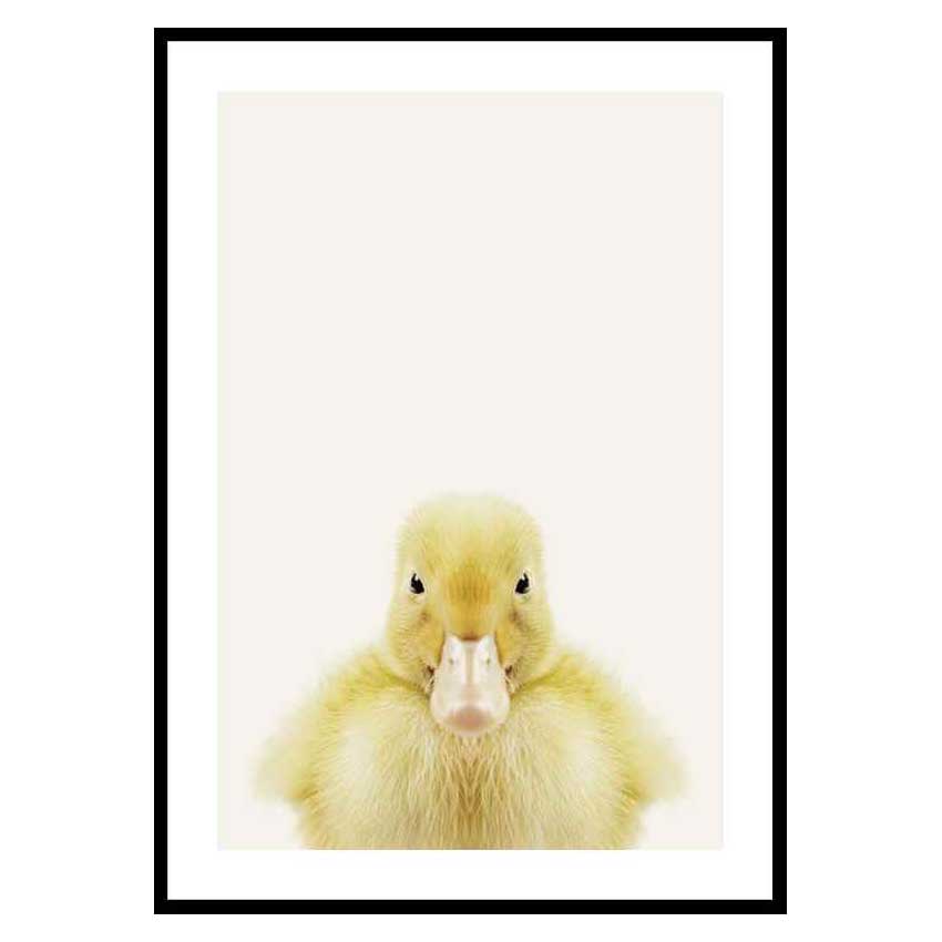 Poster Gallerix Baby Duck