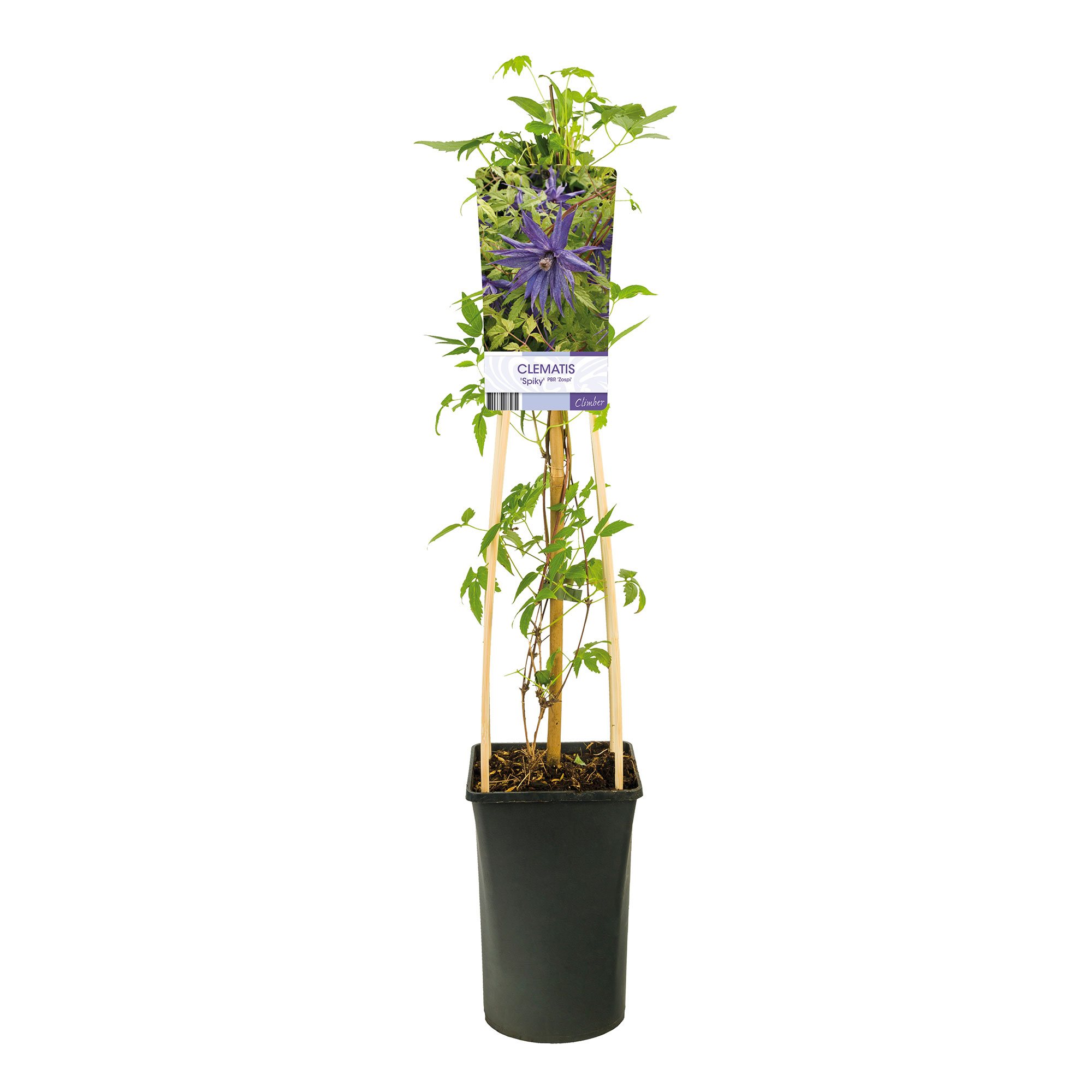 Klätterväxt Klematis Omnia Garden Spiky 40-60 cm