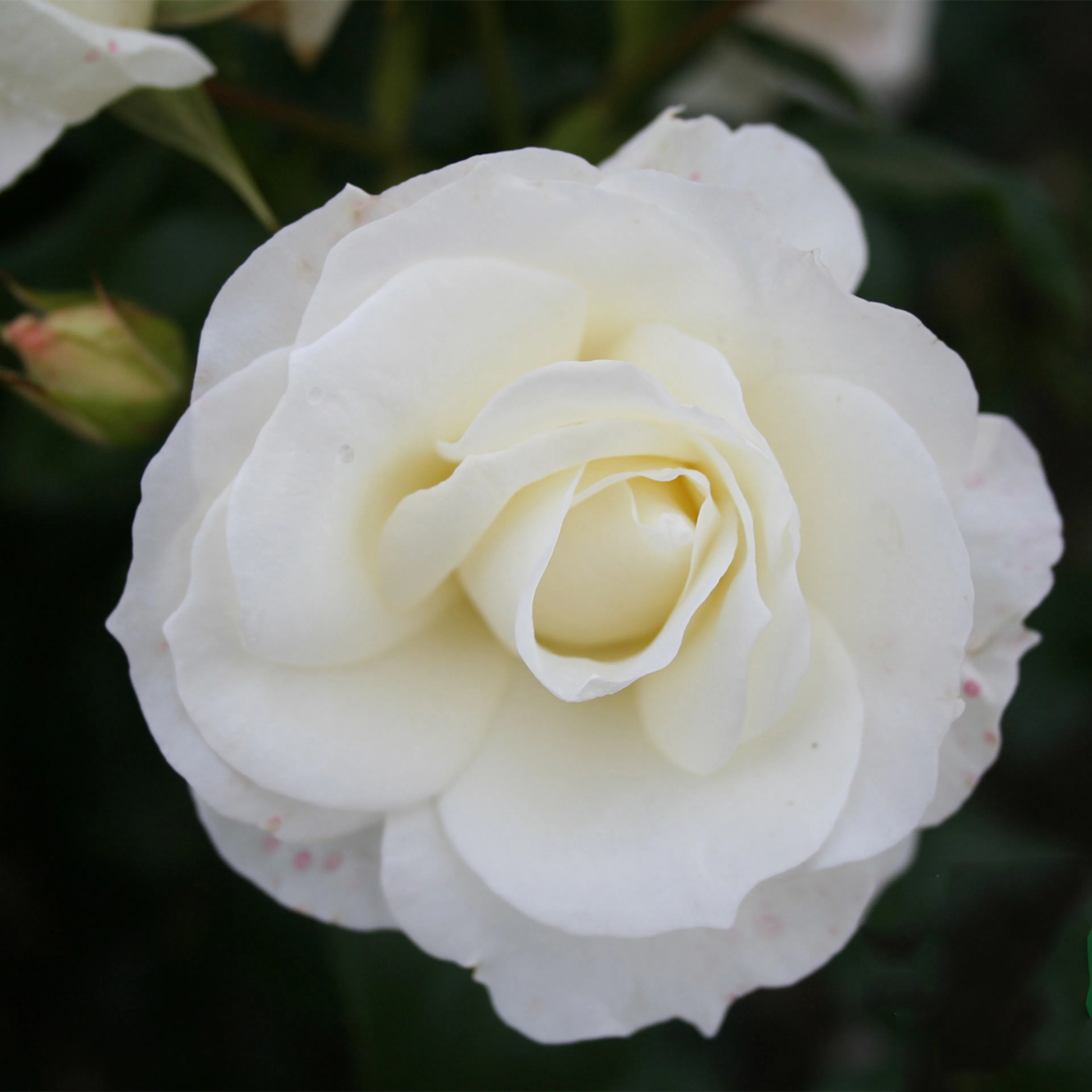 Rosa "Gråsten", 1-pack 1-pack
