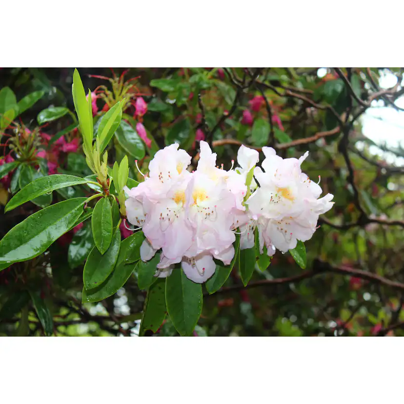 Rhododendron Omnia Garden Gomer Waterer 30-40 cm