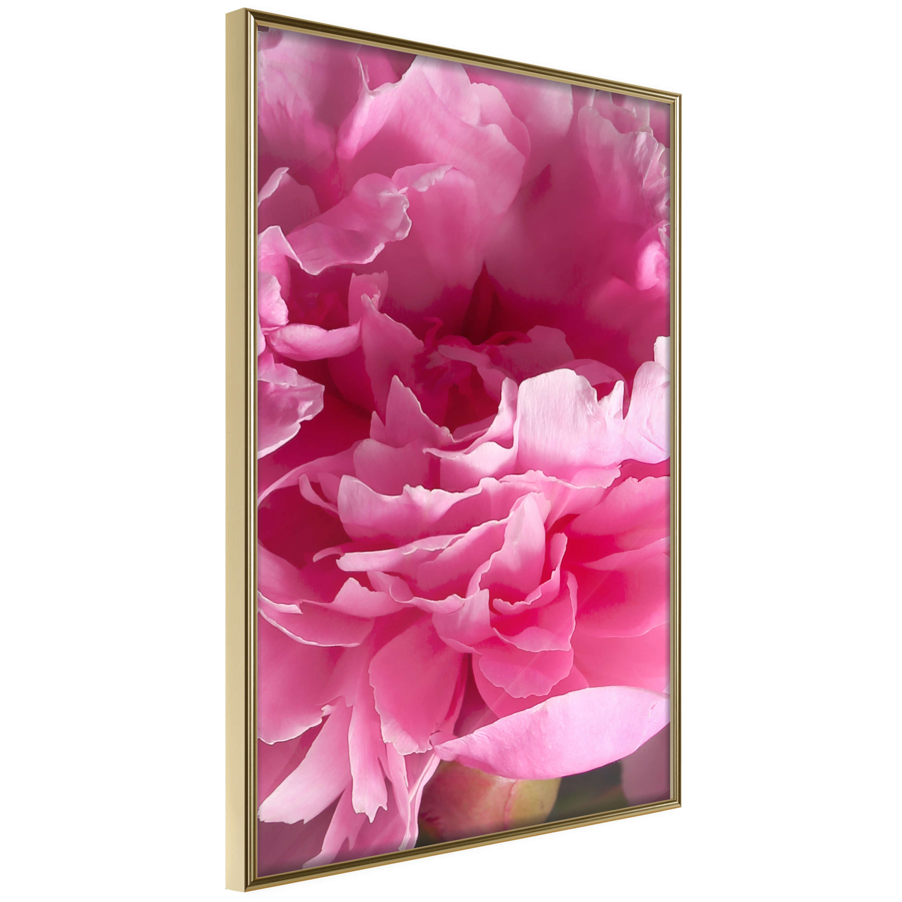 Affisch - Beautiful Peonies [Poster] 20x30 Guld ram, 20x30 cm