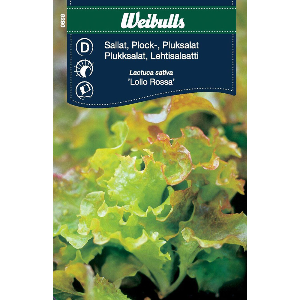 Frö Sallat Weibulls Plock Lollo Rossa
